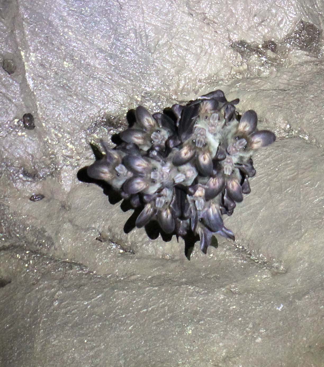 FALSE-VAMPIRE - GREATER FALSE-VAMPIRE BAT - Megaderma lyra - NAMTHALU, KHAO SOK NATIONAL PARK - SURATTHANI (10).JPG