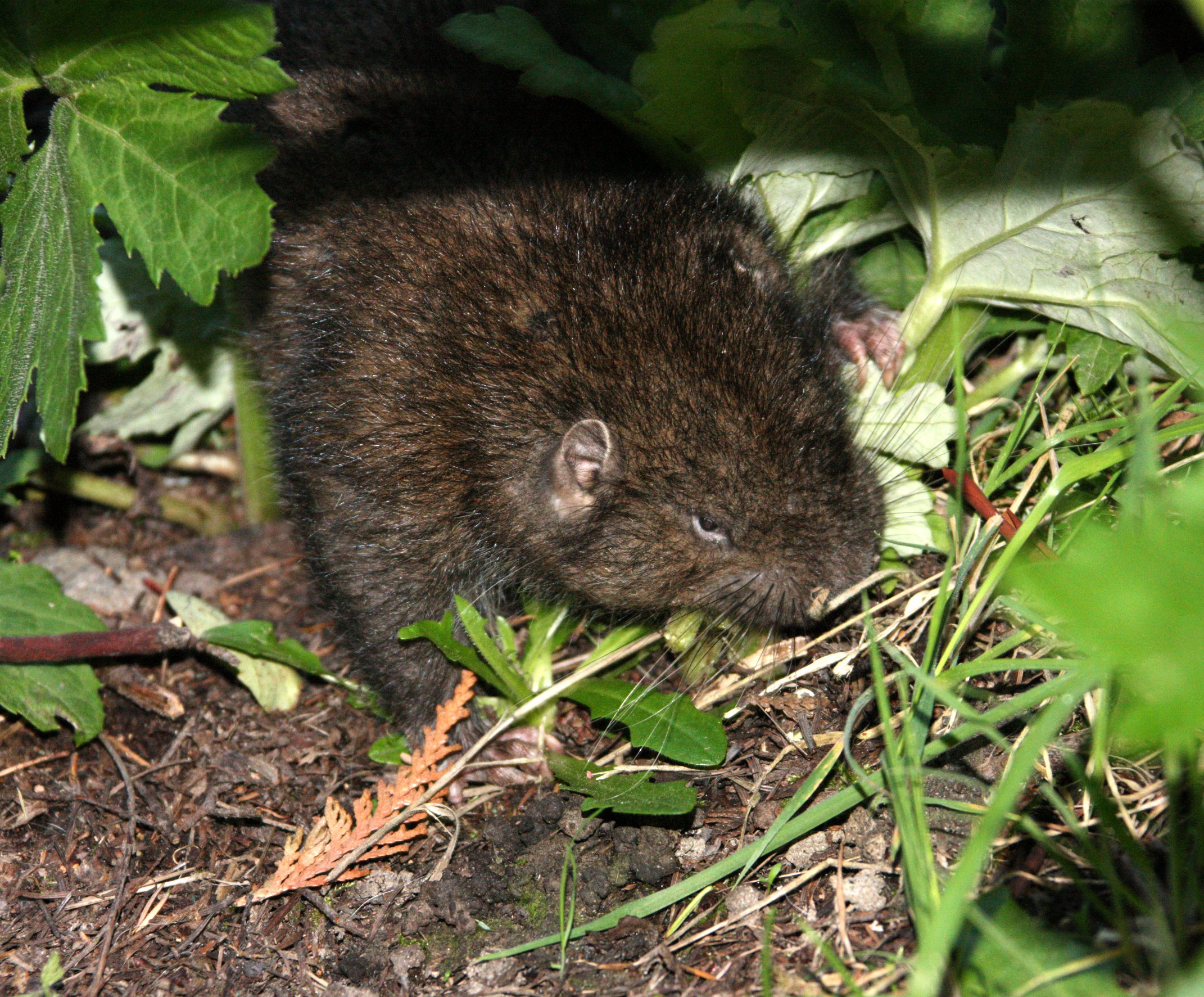 RODENT - MOUNTAIN BEAVER - LAKE FARM WASHINGTON (3).JPG