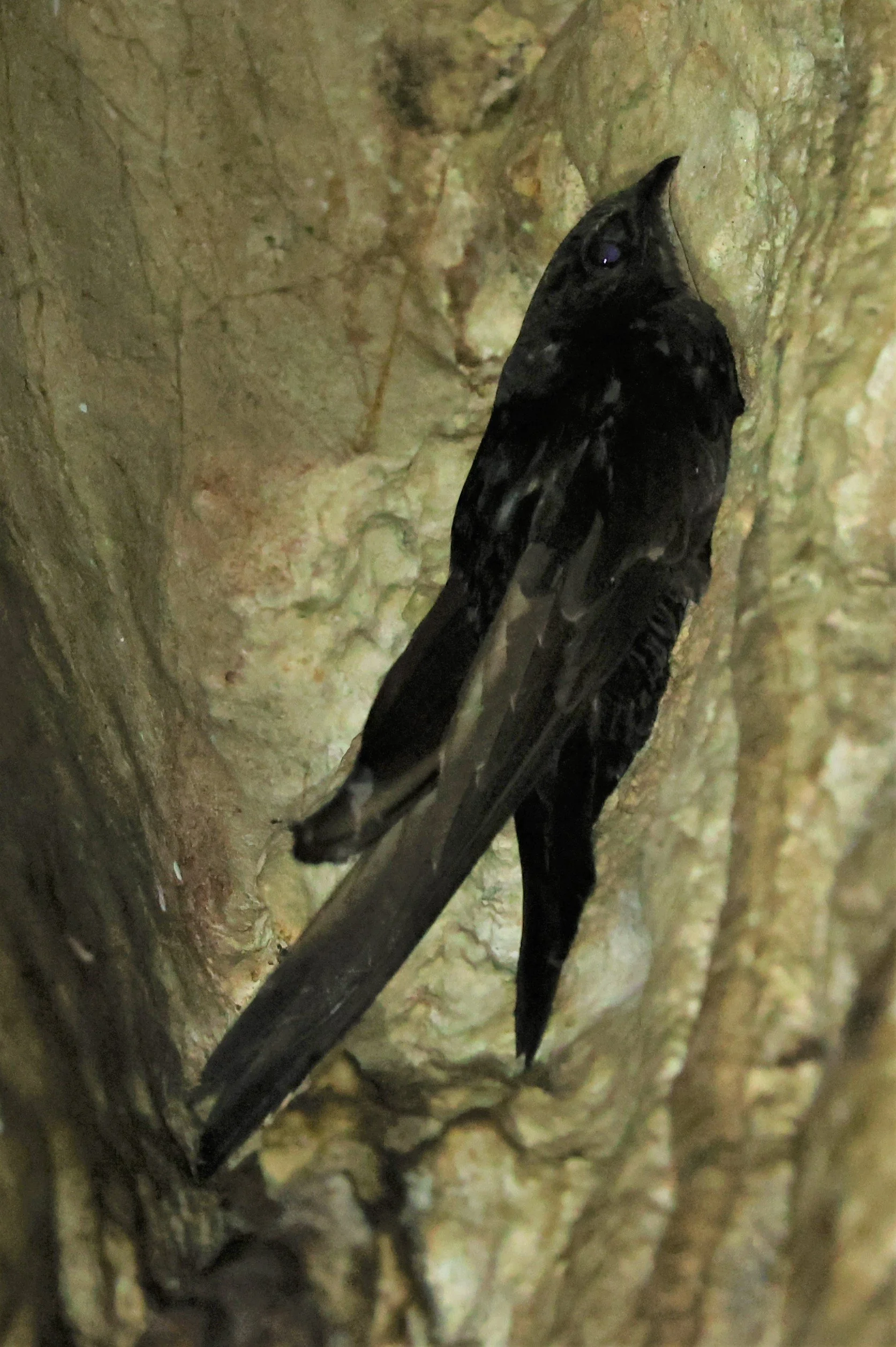 House Swift (Apus nipalensis) Tham Rod Temple and Cave Phitsanulok Thailand (2).jpg