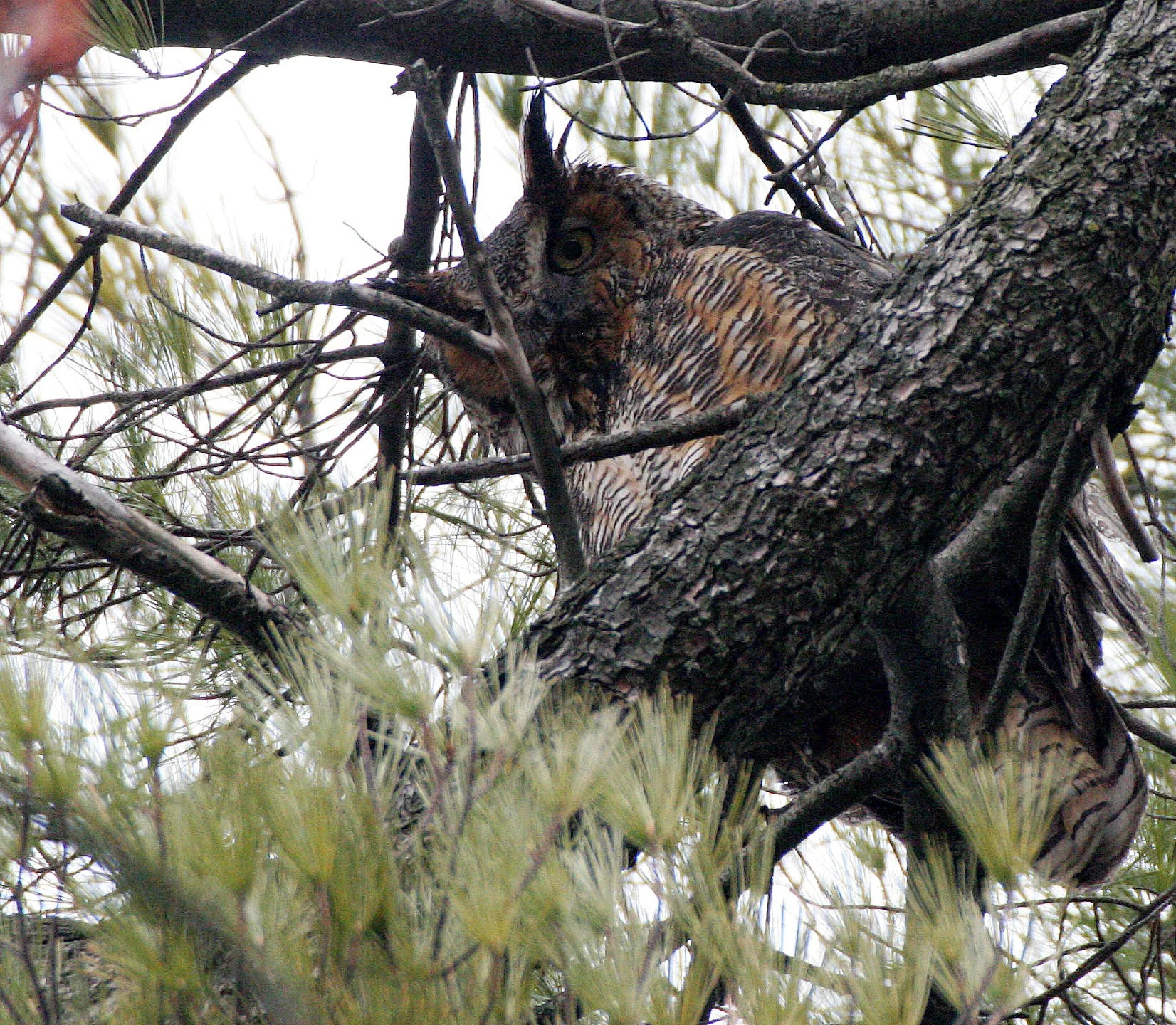 Bubo virginianus - GREAT-HORNED OWL - GENEVA COURTHOUSE ILLINOIS (24).JPG