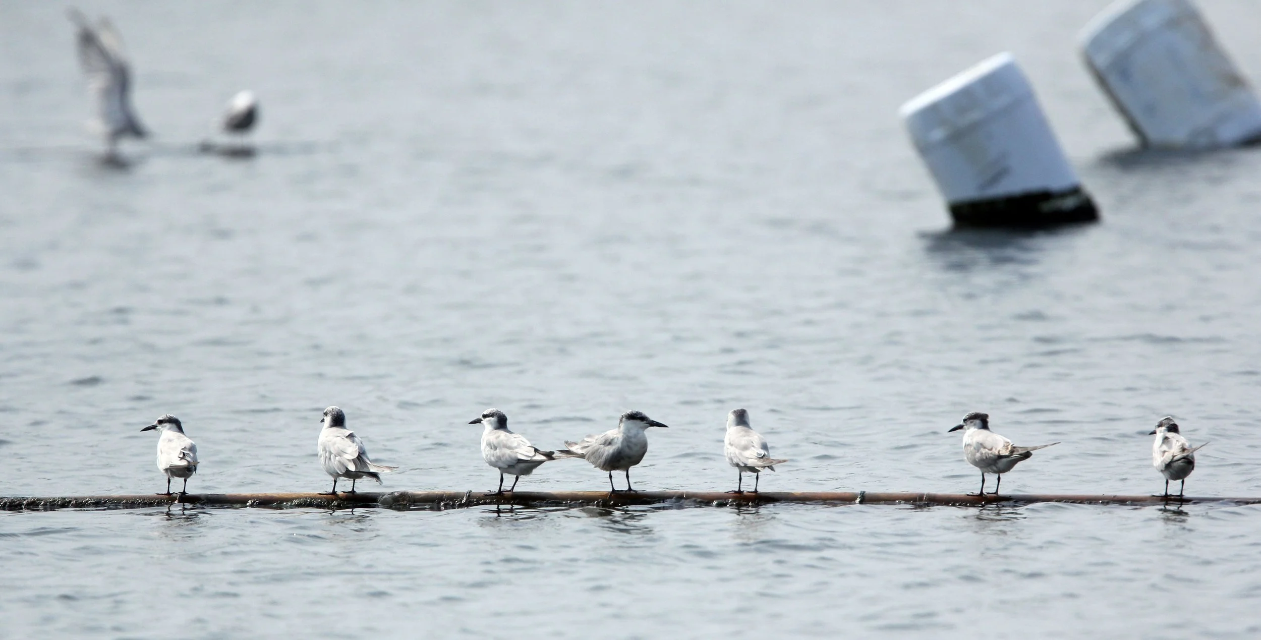 TERN - WHISKERED TERN - Chlidonias hybridus - KOK KHAM MACHACHAI - SALT PONDS - NEAR BANGKOK THAILAND (2).JPG