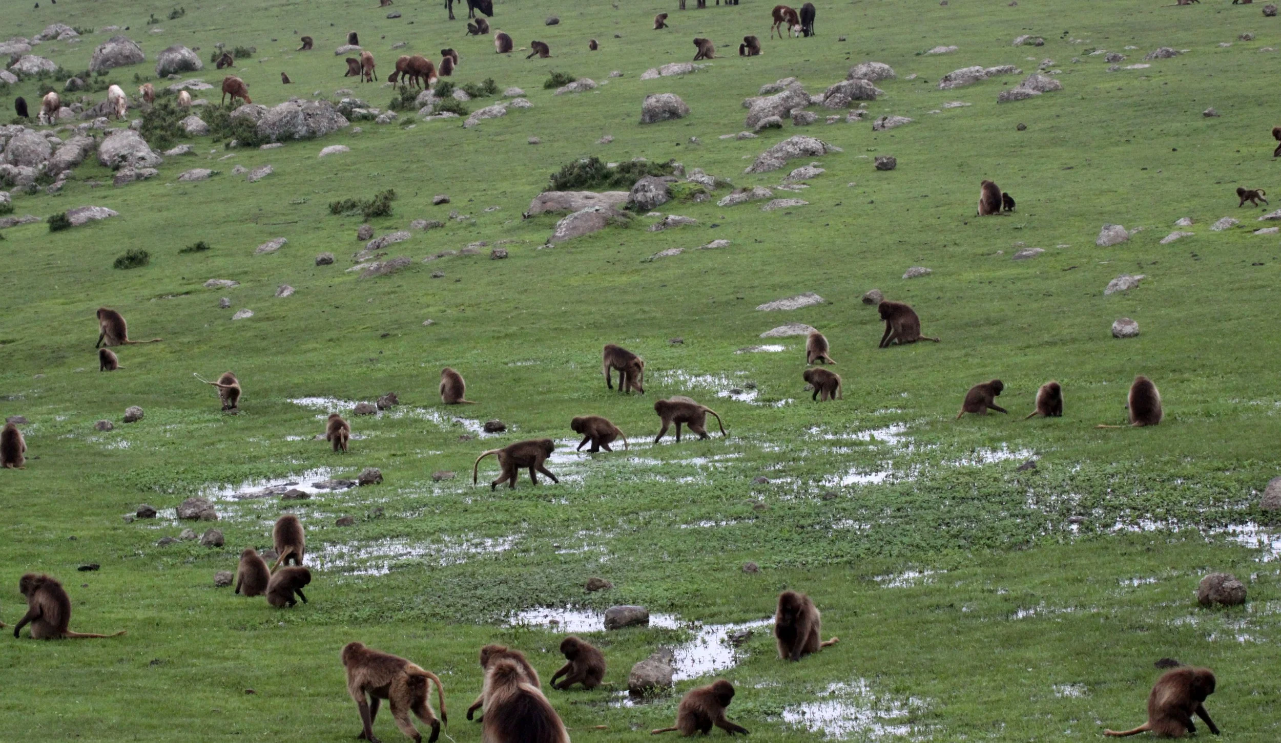 CERCOPITHECIDAE - Theropithecus gelada - GELADA - SIMIEN MOUNTAINS NATIONAL PARK ETHIOPIA (1419).JPG