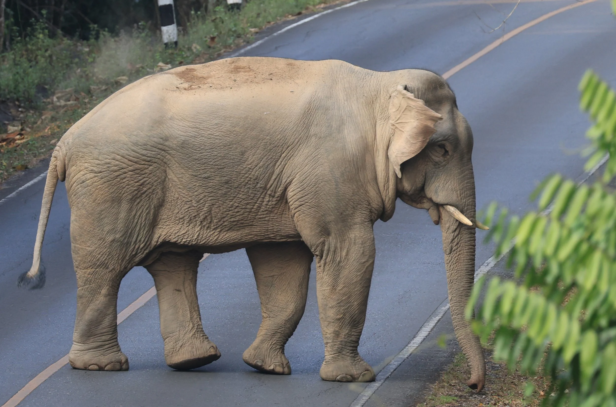 Asian Elephant (Elephas maximus) Khao Yai National Park, Thailand (92).jpg