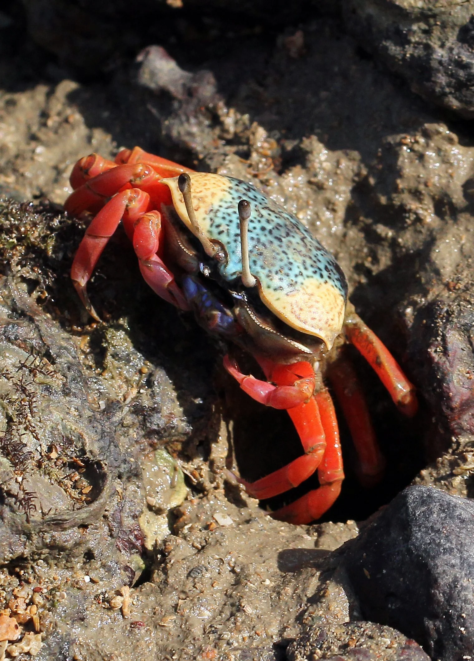 2015 Koh Lanta Summer Misc Images (875).JPG