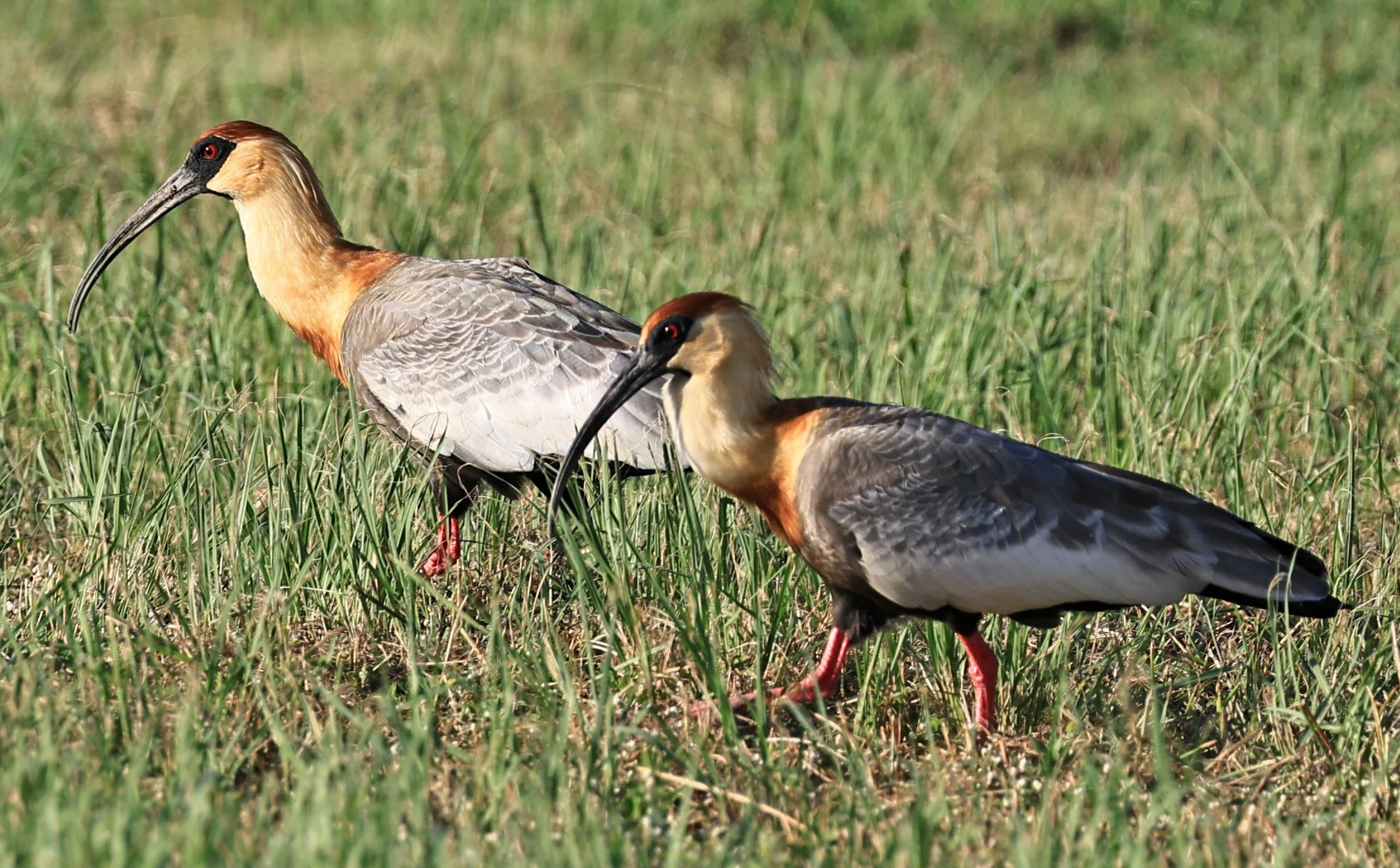 Buff-necked Ibis (Theristicus caudatus) Estancia Campo'i Paraguay (57).jpg
