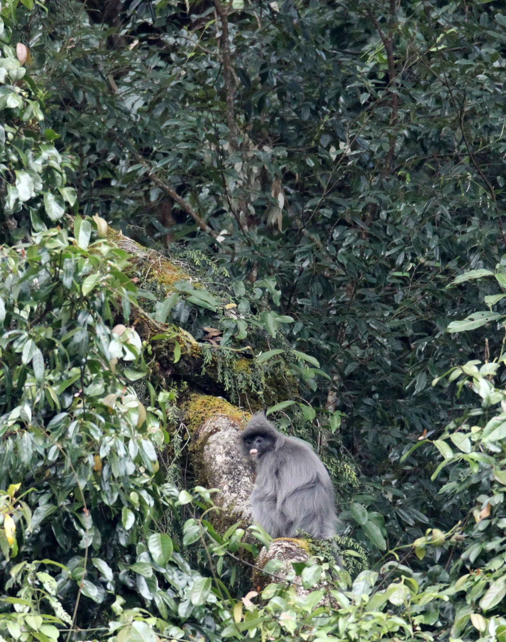 CERCOPITHECIDAE - Trachypithecus crepusculus - INDOCHINESE GRAY LANGUR - WULIANGSHAN NATURE RESERVE YUNNAN CHINA (15).JPG