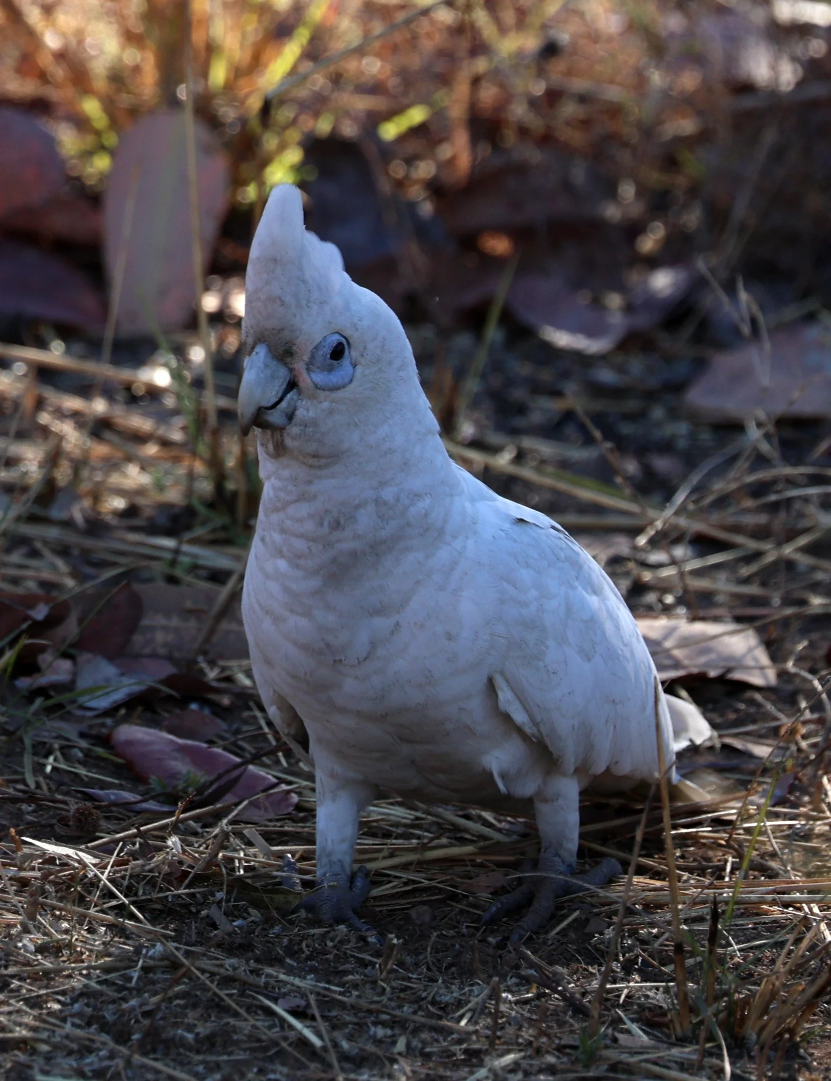 Little Corella (Cacatua sanguinea) Jabiru, Kakadu NP - Northern Territory (24).jpg