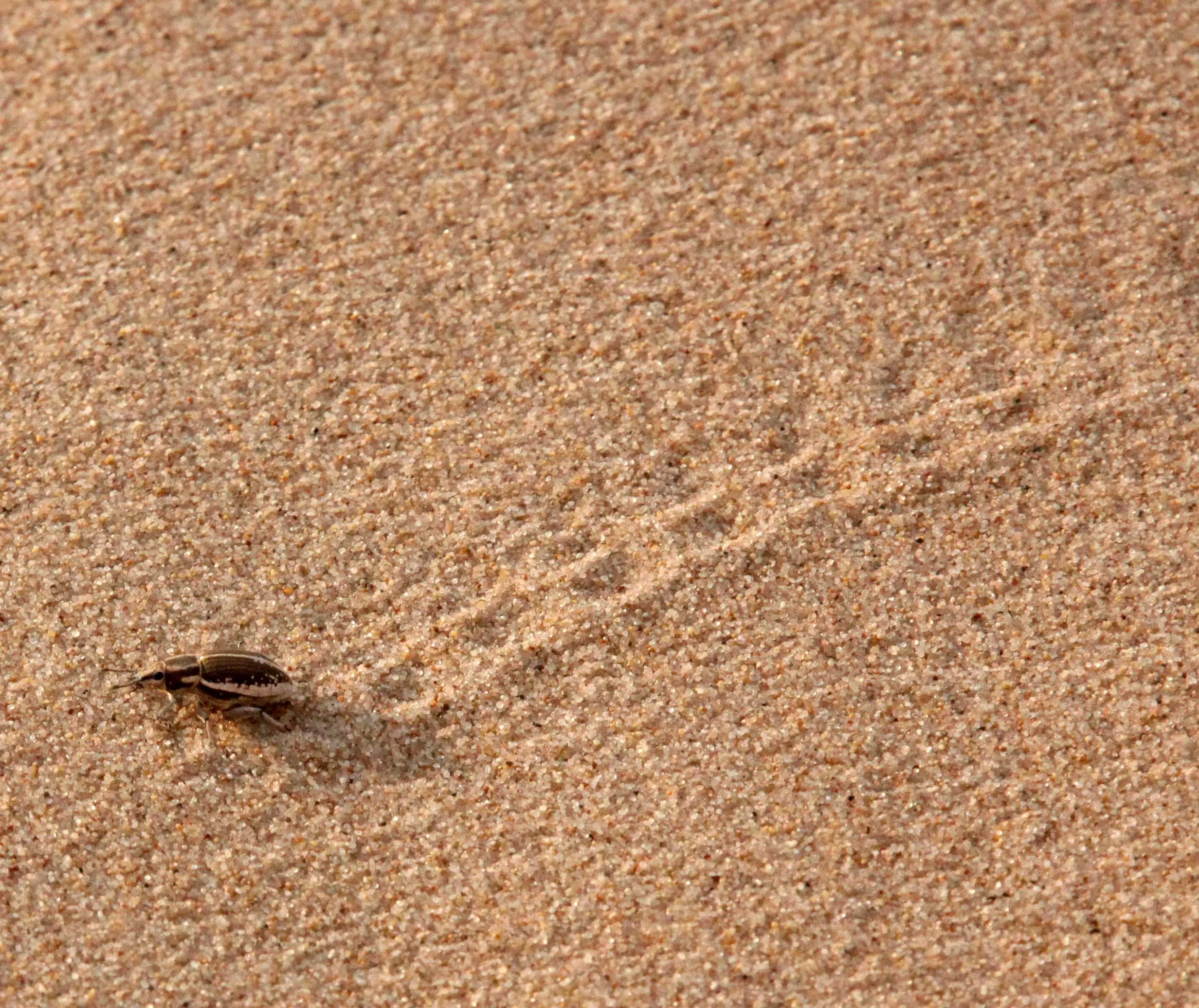 Conorhynchus pulverulentus - Mongolian Weevil - Kulun Qi, Inner Mongolia, China (6).JPG