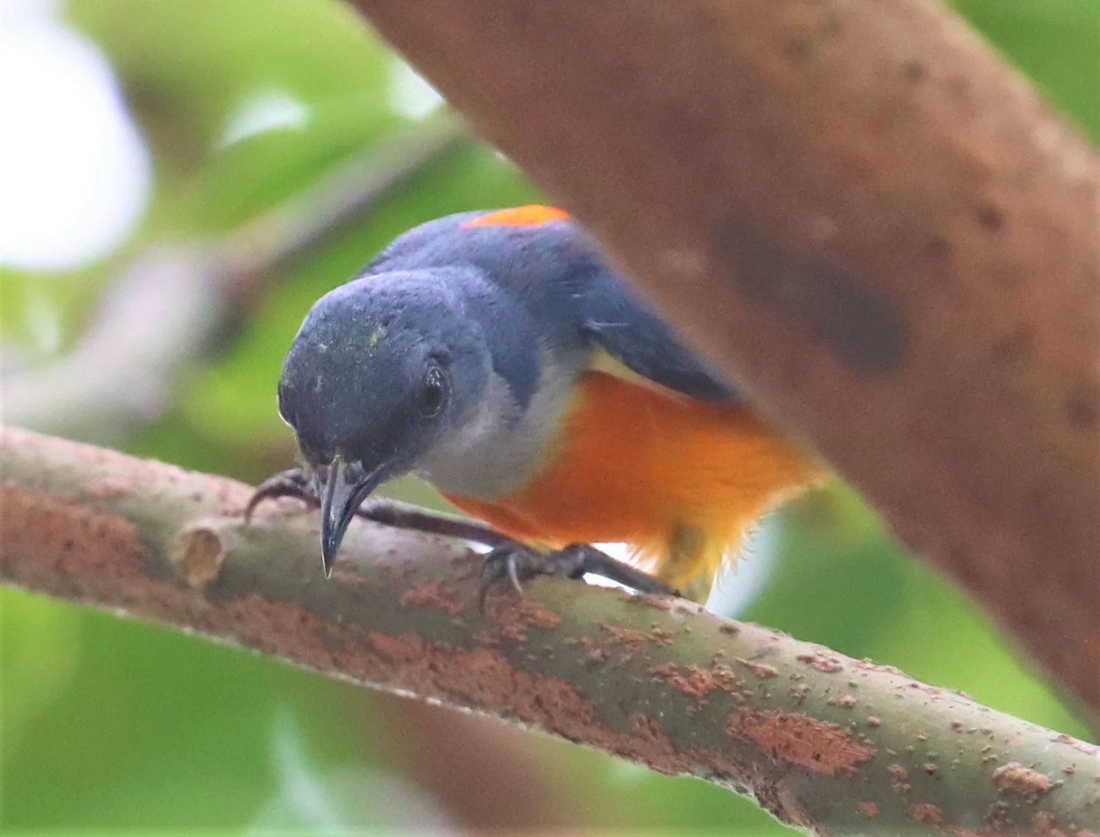 FLOWERPECKER - ORANGE-BELLIED FLOWERPECKER - RANONG SOUTHERN THAILAND (1).jpg