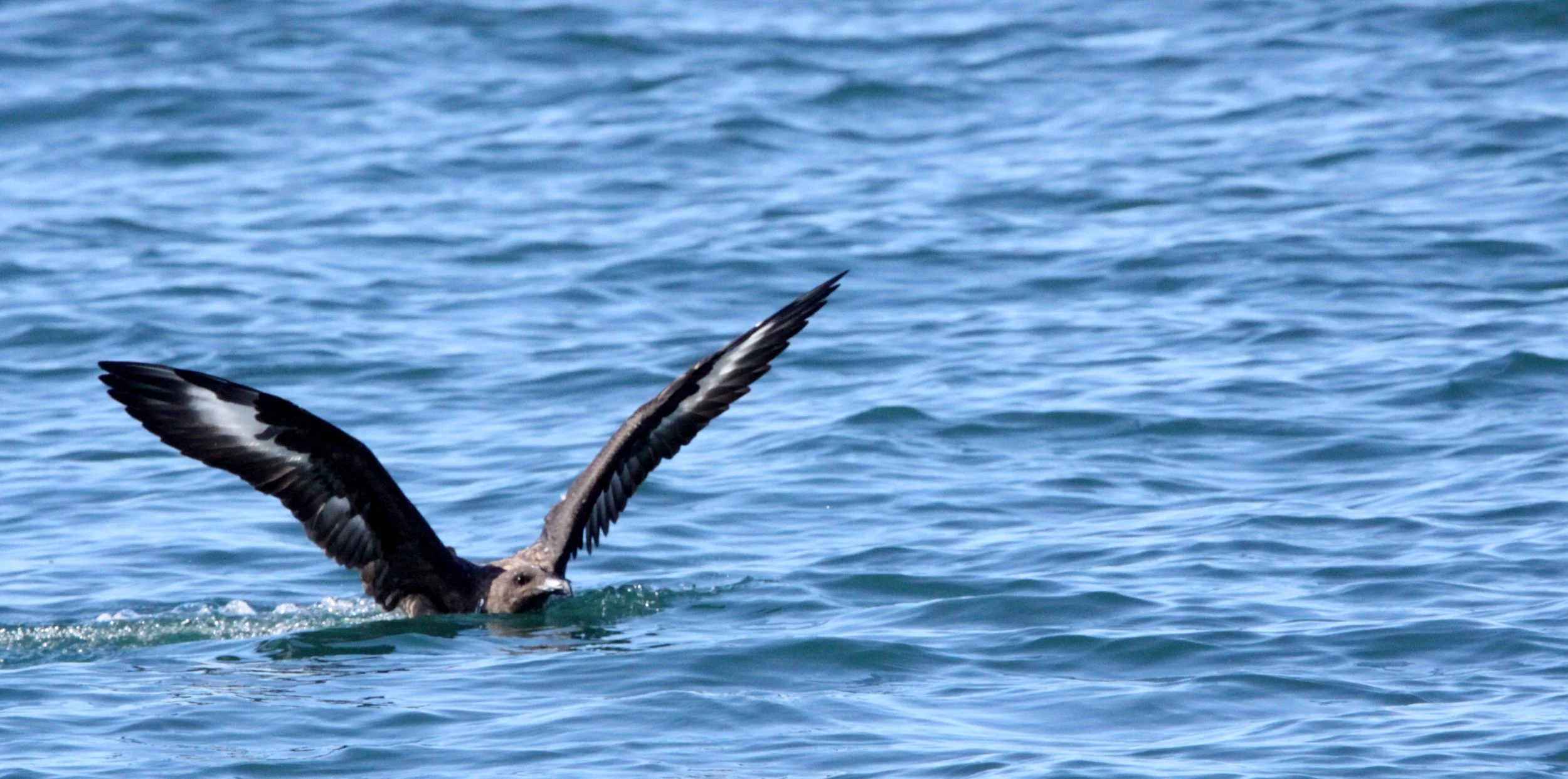 Skua - Subantarctic Skua (Catharacta antarctica) PLETTENBERG BAY SOUTH AFRICA (8).JPG