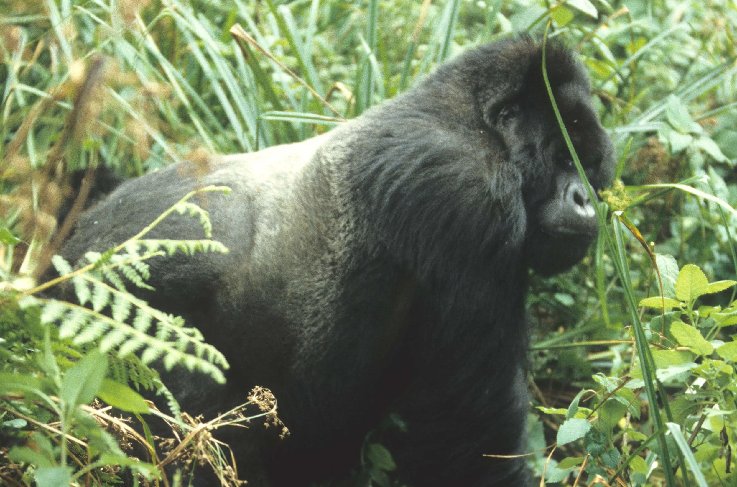 PRIMATE - GORILLA-RWANDA PARC DU VULCANS (7).jpg