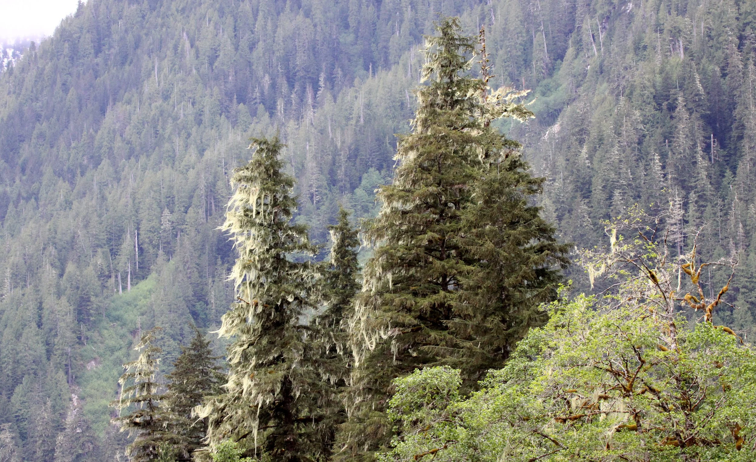 THOMPSON SOUND BC - VIEW FROM TRAPPER RICKS CABIN (3).JPG