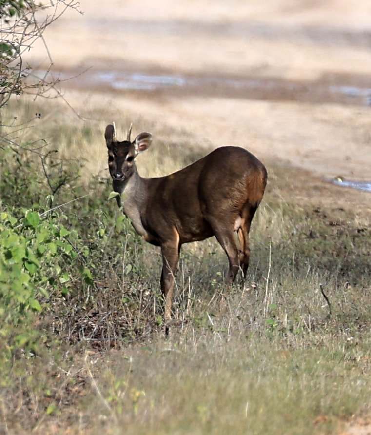 Southern Brown Brocket (Subulo gouazoubira) Selva Serena Natural Reserve (4).jpg