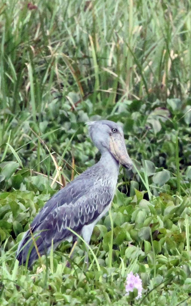 BIRD - STORK - SHOEBILL STORK - MURCHISON FALLS NATIONAL PARK UGANDA (24).JPG