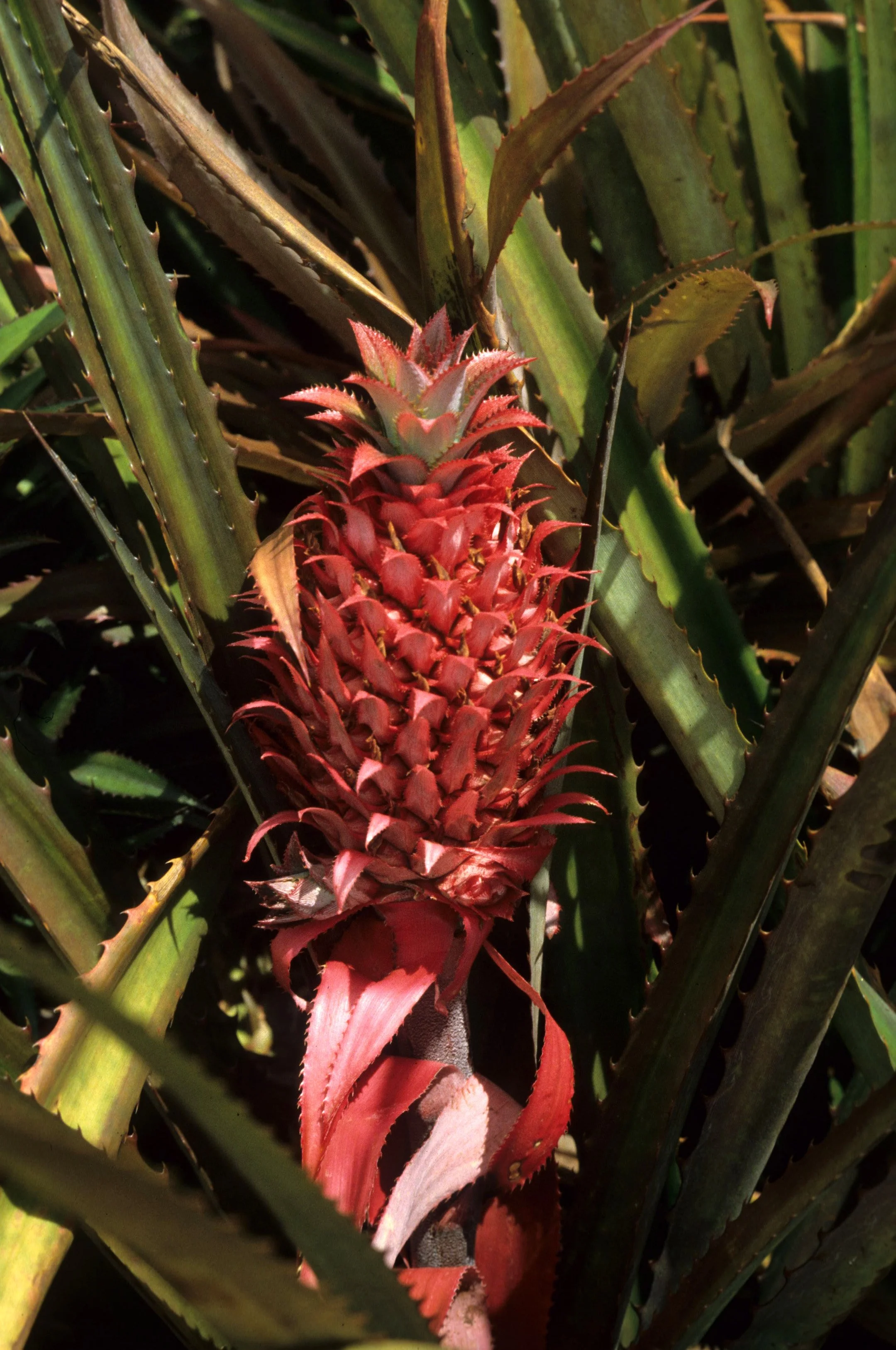 HAWAII - HAWAII - PINEAPPLE - SAIGON RED.jpg