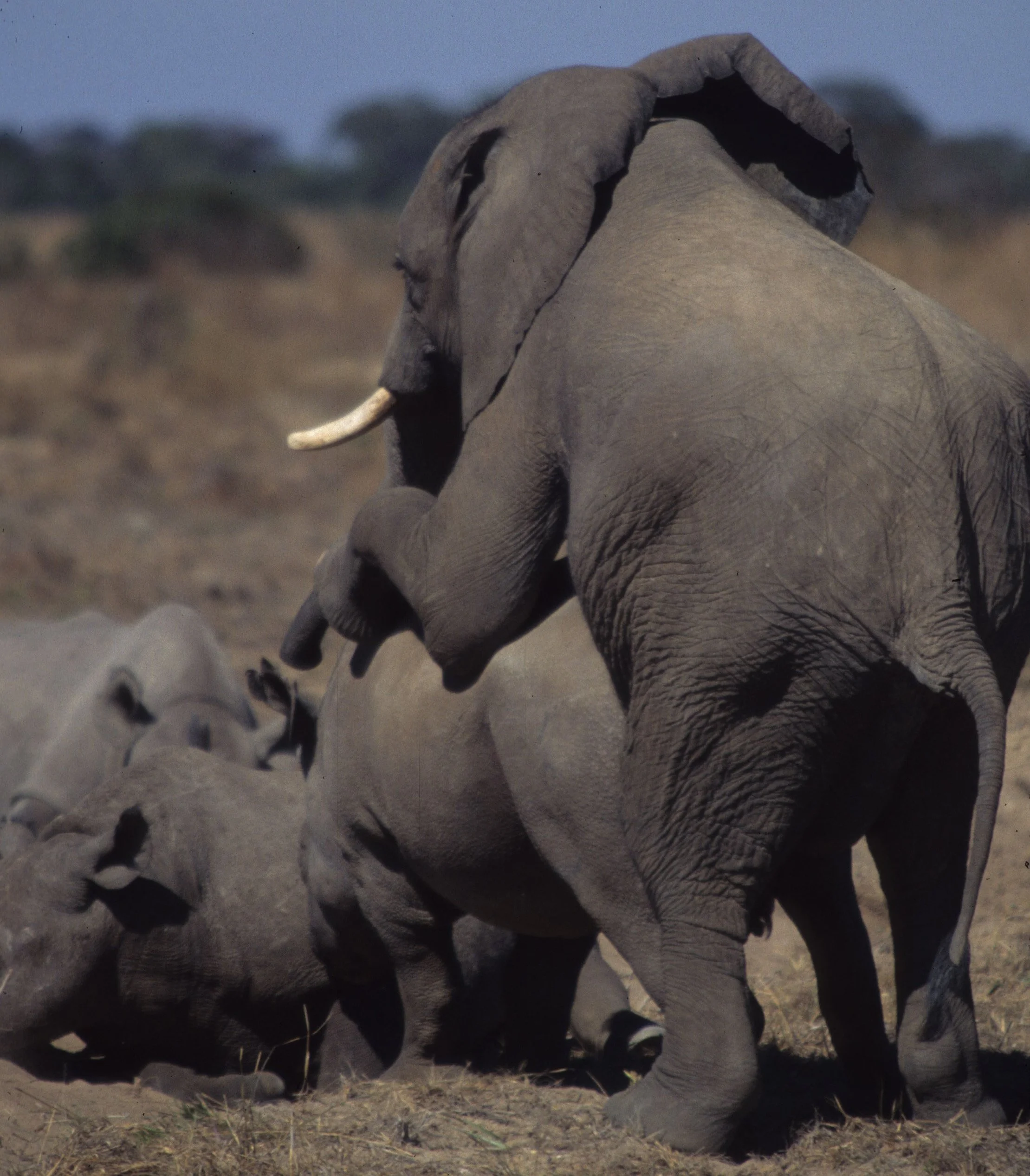 ELEPHANT - ZIMBABWE E.jpg