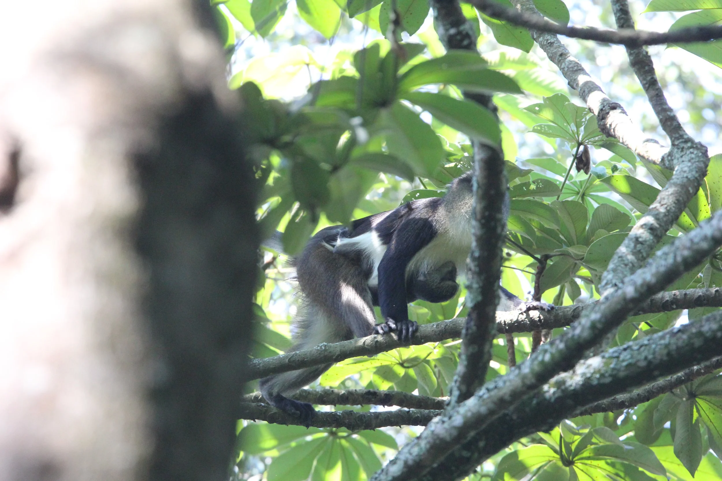 CERCOPITHECIDAE - Cercopithecus denti - DENT'S MONKEY - NYUNGWE NATIONAL PARK RWANDA (298).JPG