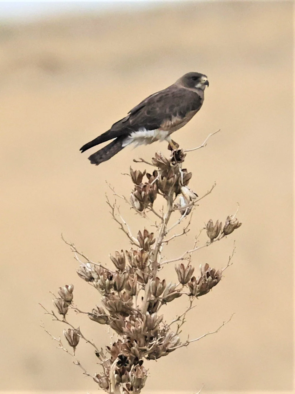 Buteo swainsoni - SWAINSON'S HAWK - DAVIS MOUNTAINS STATE PARK TEXAS JULY 2022 (2).jpg