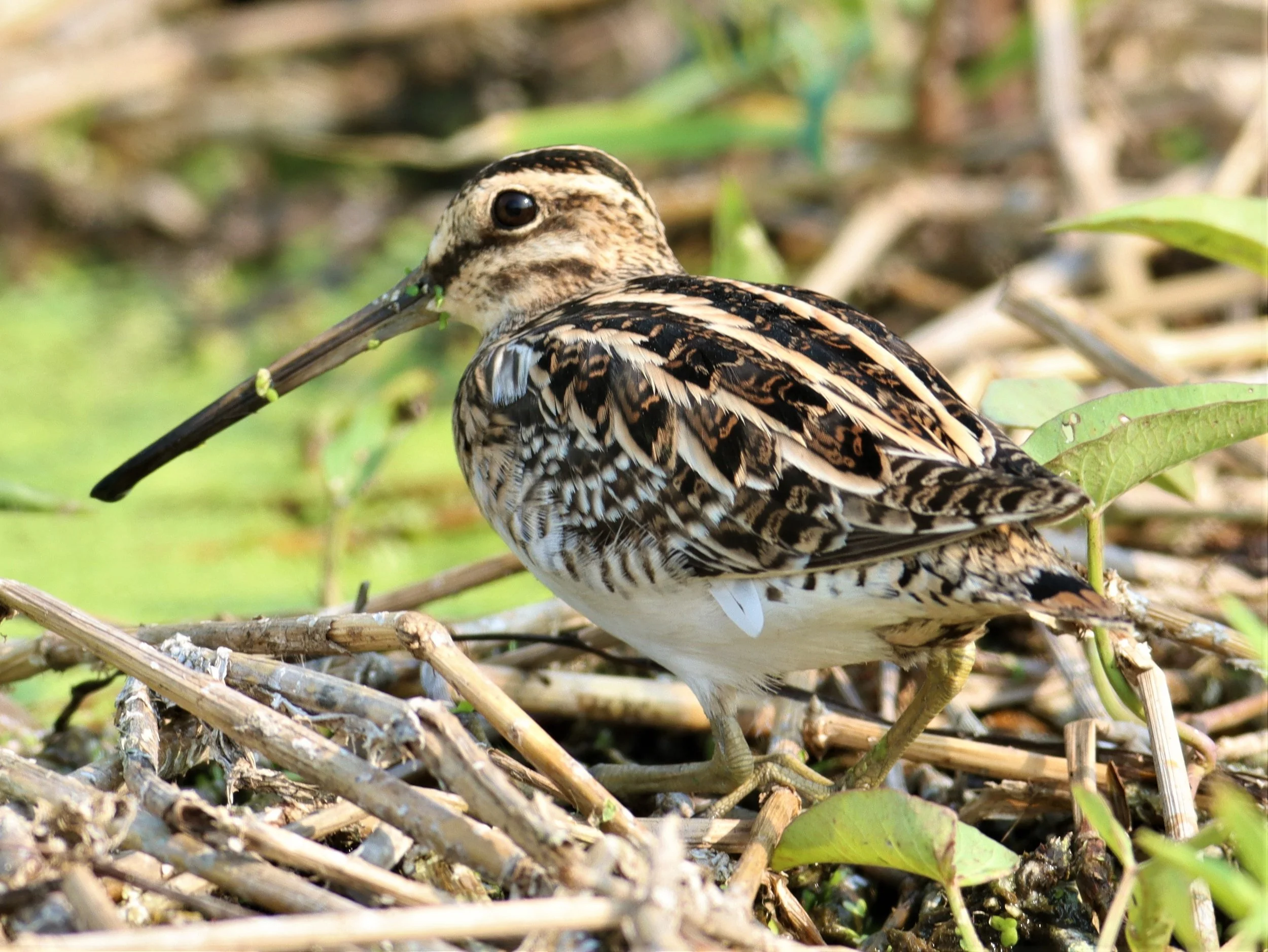 SNIPE - COMMON SNIPE - Gallinago gallinago - LAT KRABANG WETLANDS NEAR BKK (32).jpg