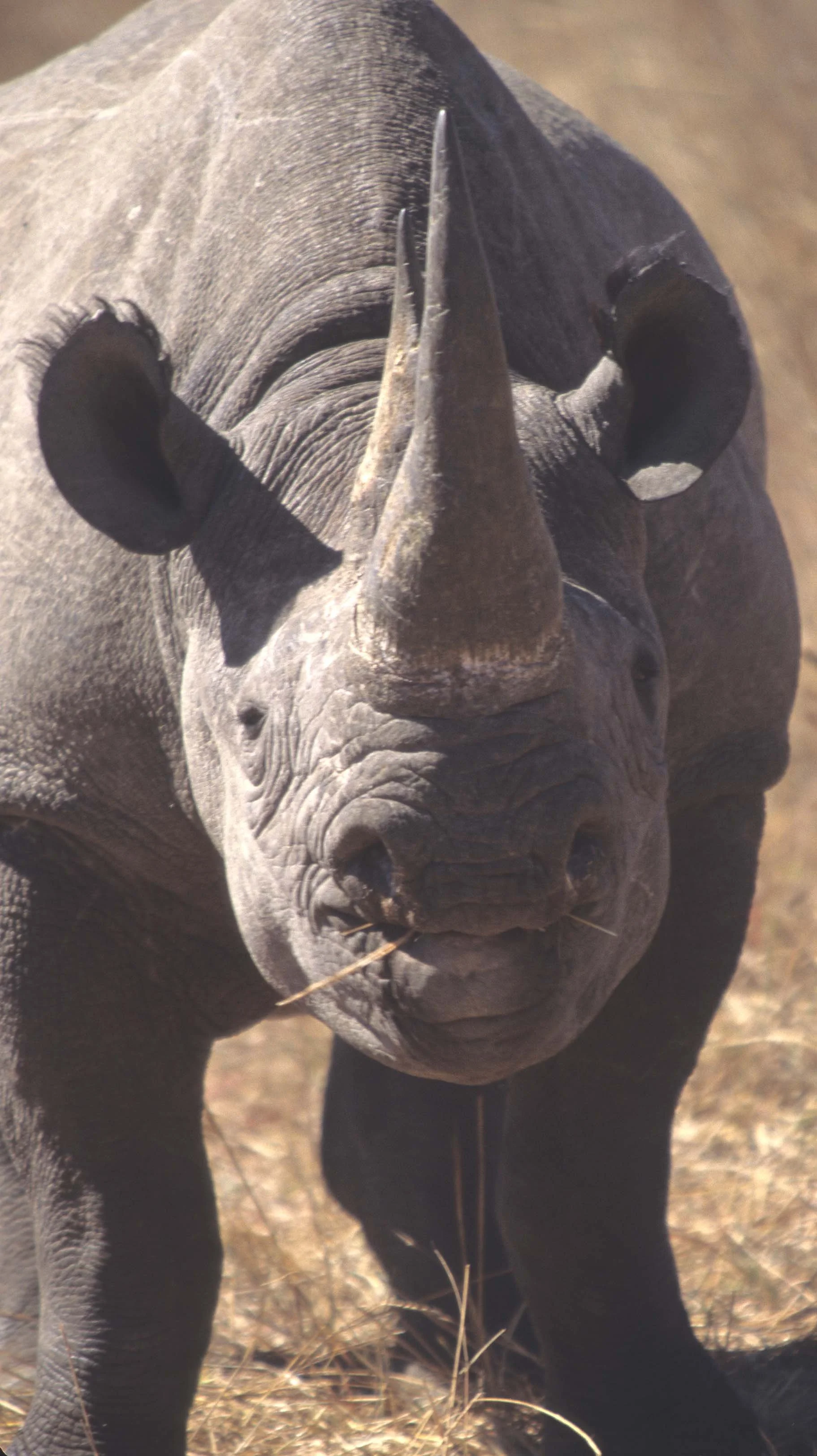 RHINO- BLACK - ZIMBABWE 1.jpg
