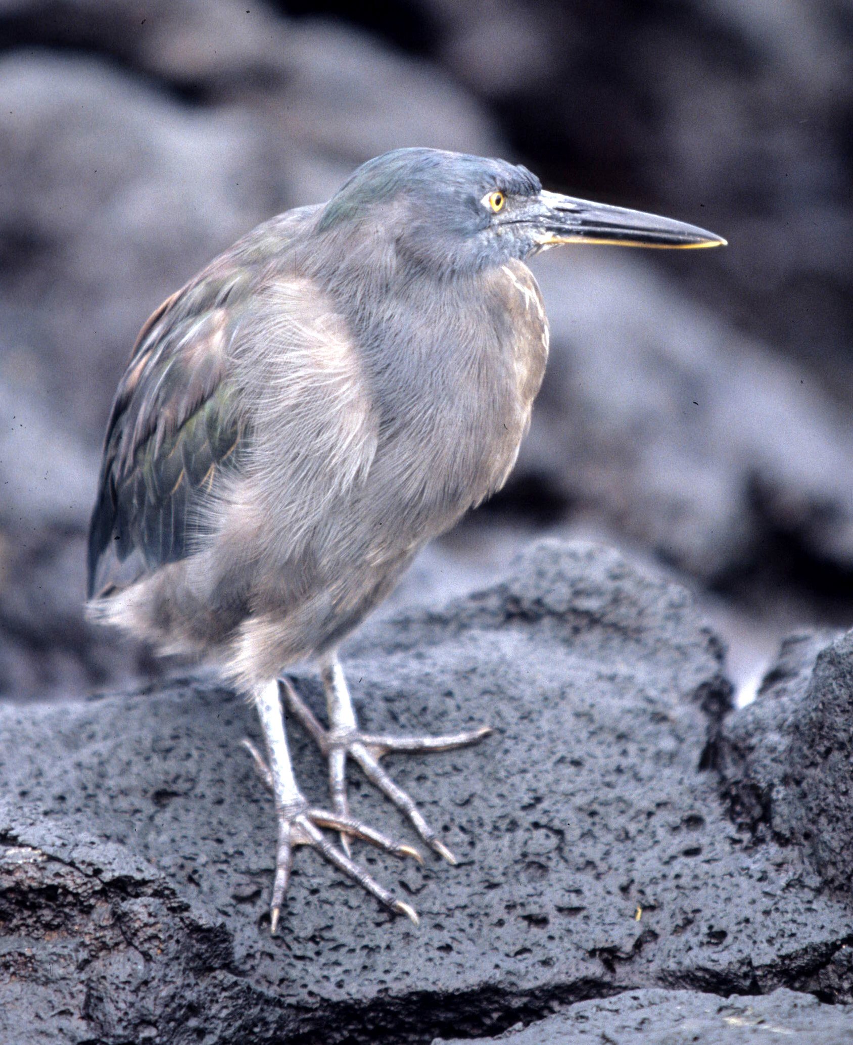 HERON - LAVA HERON (GALAPAGOS HERON) - Butorides sundevalli - GALAPAGOS (8).jpg