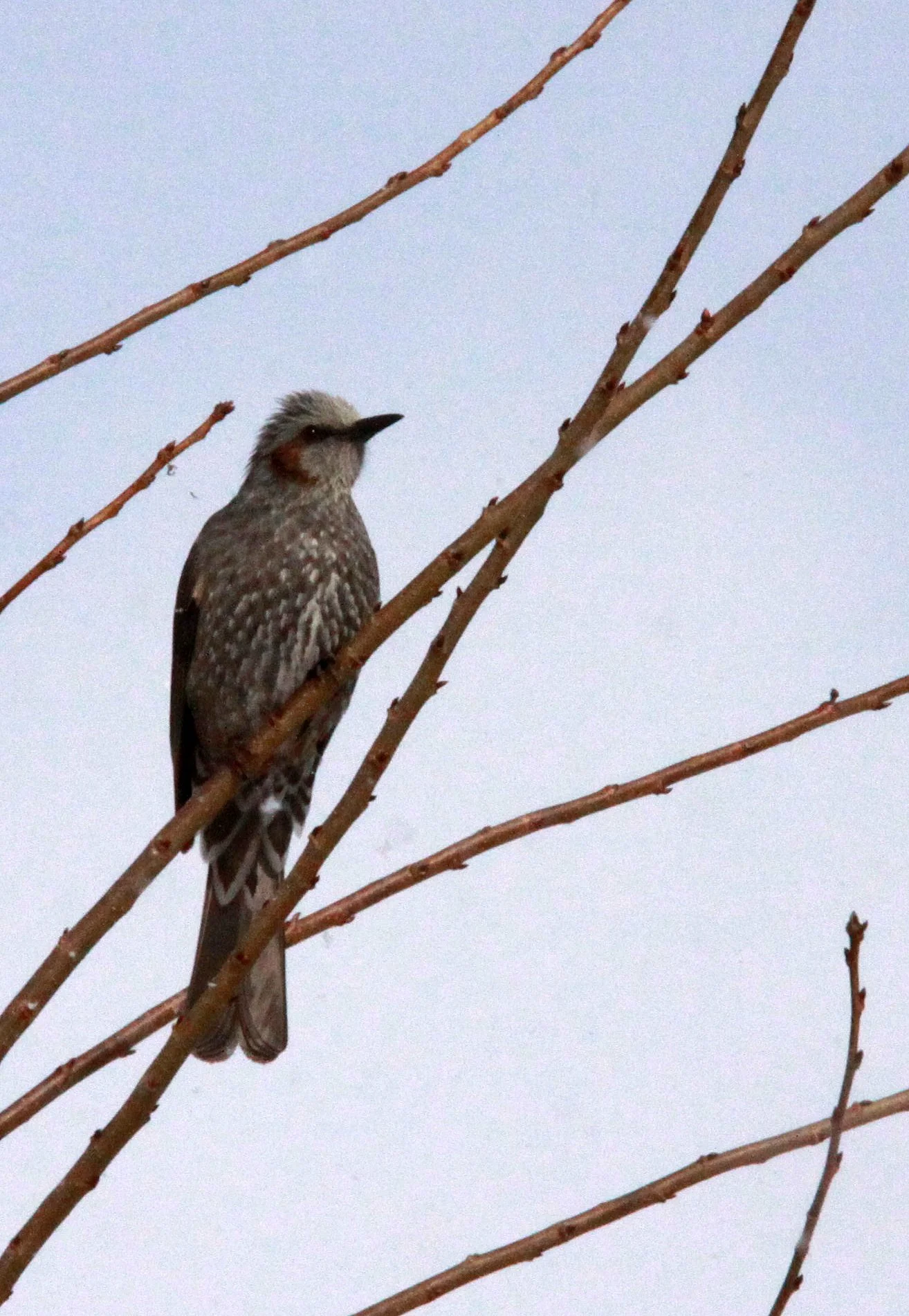 BULBUL - BROWN-EARD BULBUL - Hypsipetes amaurotis - JIGOKUDANI ONSEN NAGANO PREFECTURE JAPAN (12).JPG