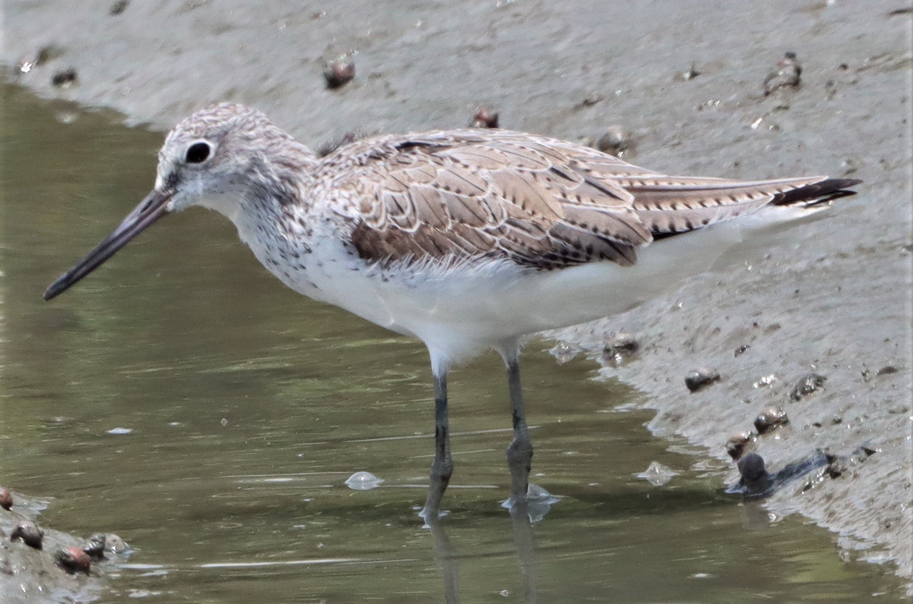 GREENSHANK - COMMON GREENSHANK - Tringa nebularia - PETCHABURI PROVINCE, PAK THALE (24).jpg
