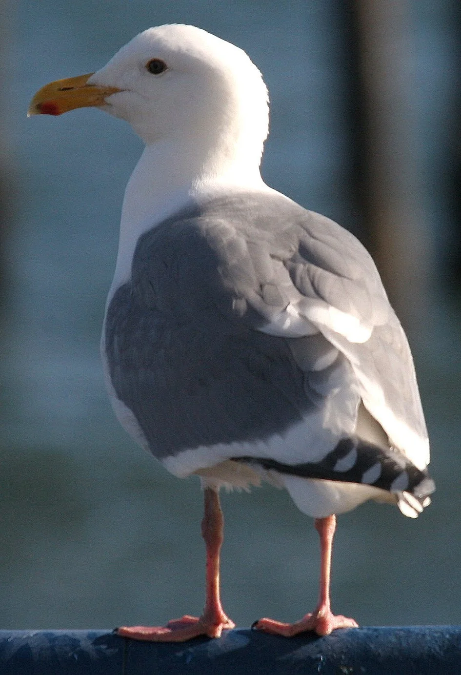 BIRD - GULL - GLAUCOUS WINGED (3).jpg