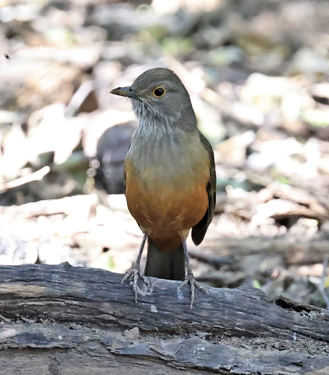 Rufous-bellied Thrush (Turdus rufiventris) Agua Dulce Paraguay