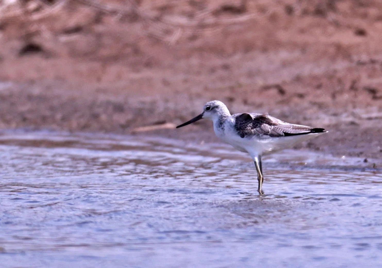 GREENSHANK - COMMON GREENSHANK - Tringa nebularia - Klua (Salt) Cafe Chachoengsao 23 November 2024 (2).jpg