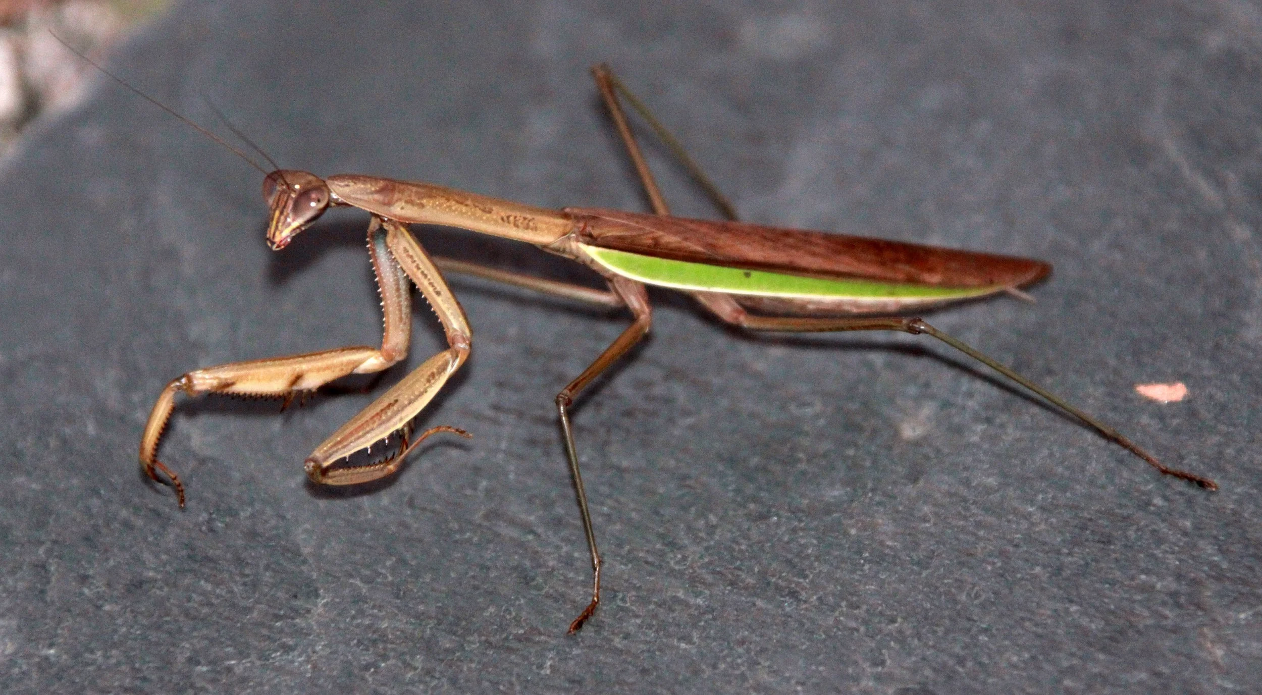 Mantid - Species 32 - Meishuashan, Fujian, China