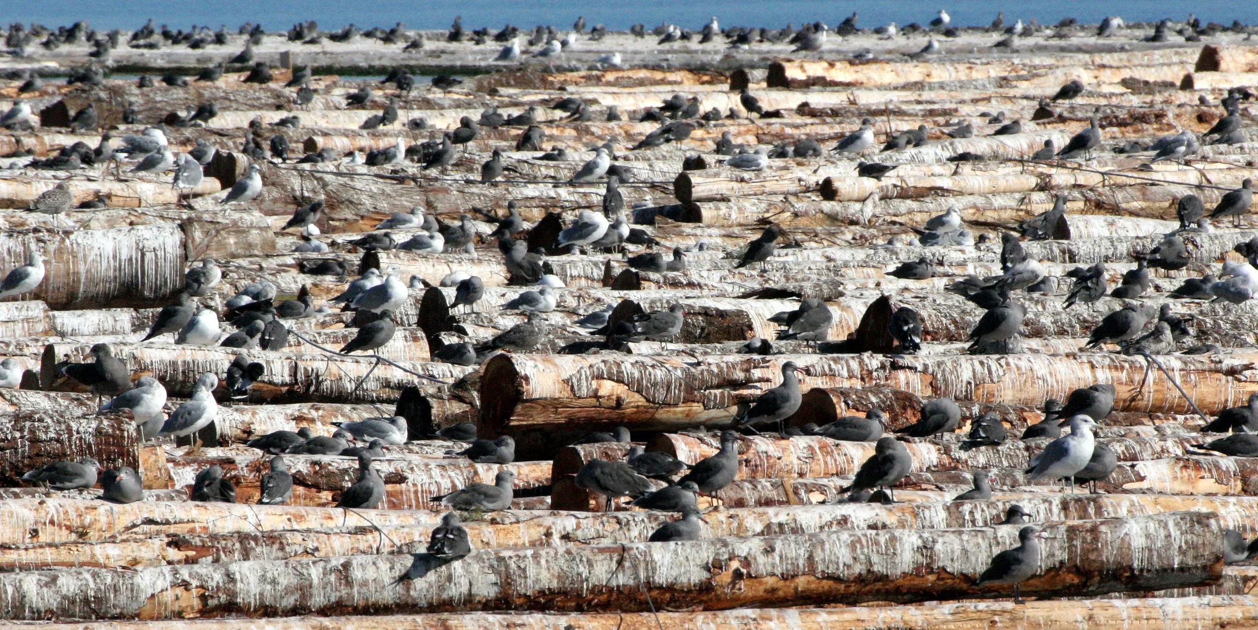 BIRD - GULL - HEERMANN'S GULL - PA HARBOR (3).JPG