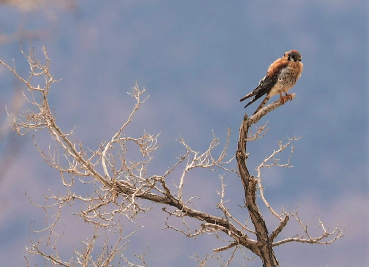 Falco sparverius - AMERICAN KESTREL - MANZANAR INYO COUNTY CALIFORNIA (2).jpg