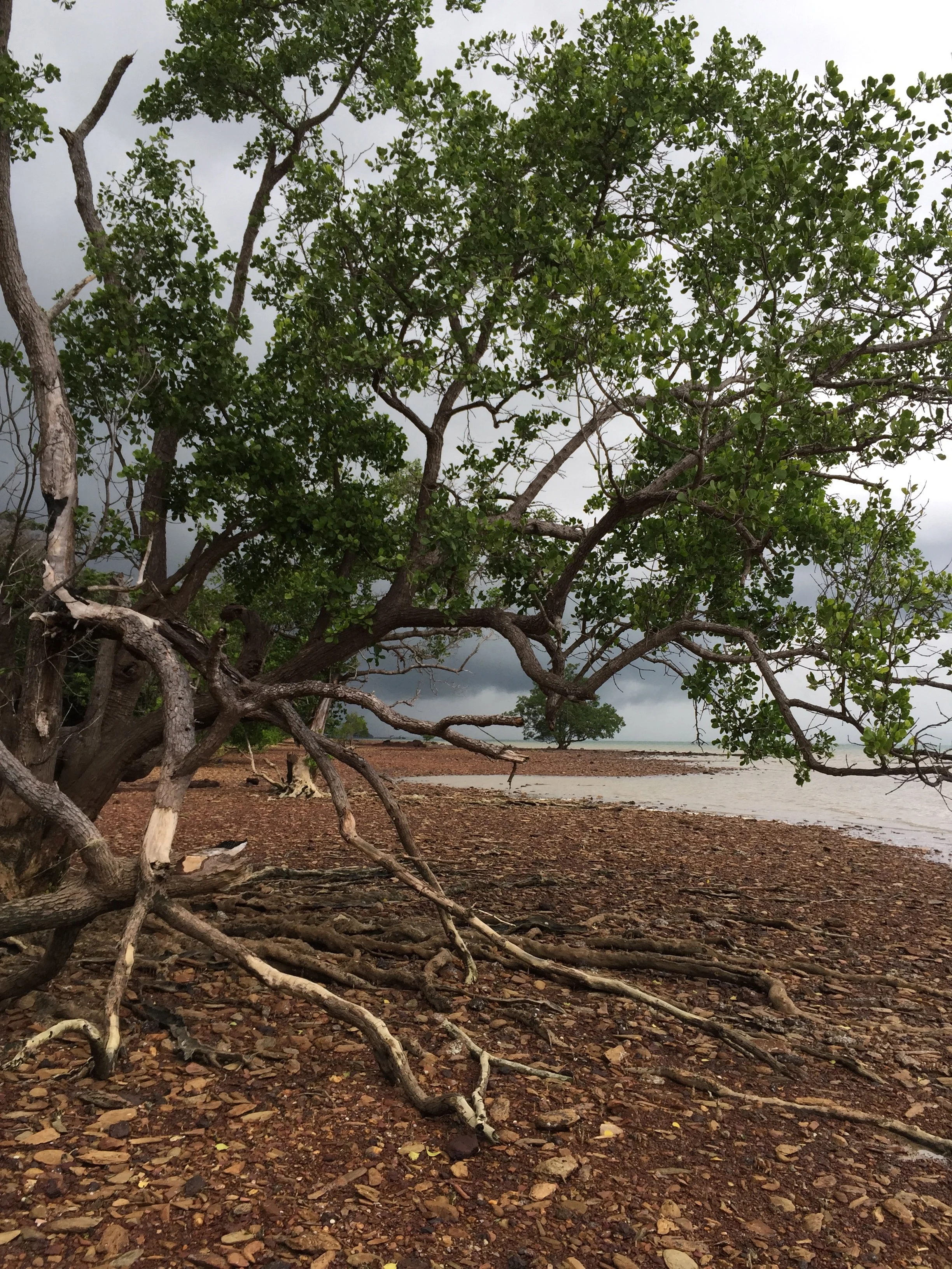 2015 Koh Lanta Garden & Nature (211).jpg