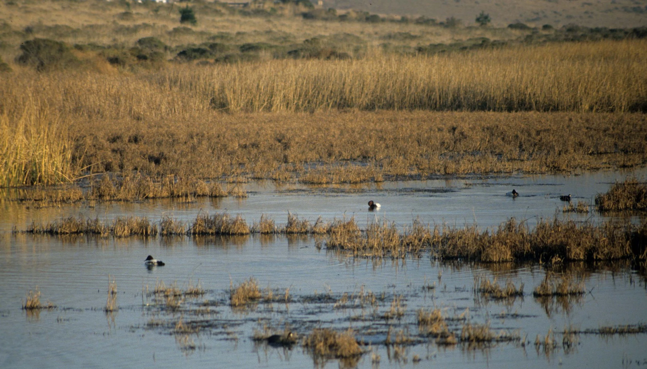 CALIFORNIA - POINT REYES - LIMANTOUR MARSH VIEW (2).jpg