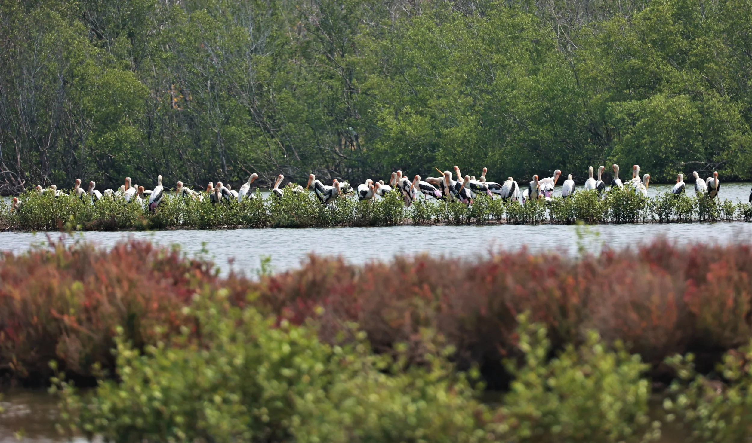 STORK - PAINTED STORK - Mycteria leucocephala - Bang Pu Mangrove Forest March 2023 (67).jpg