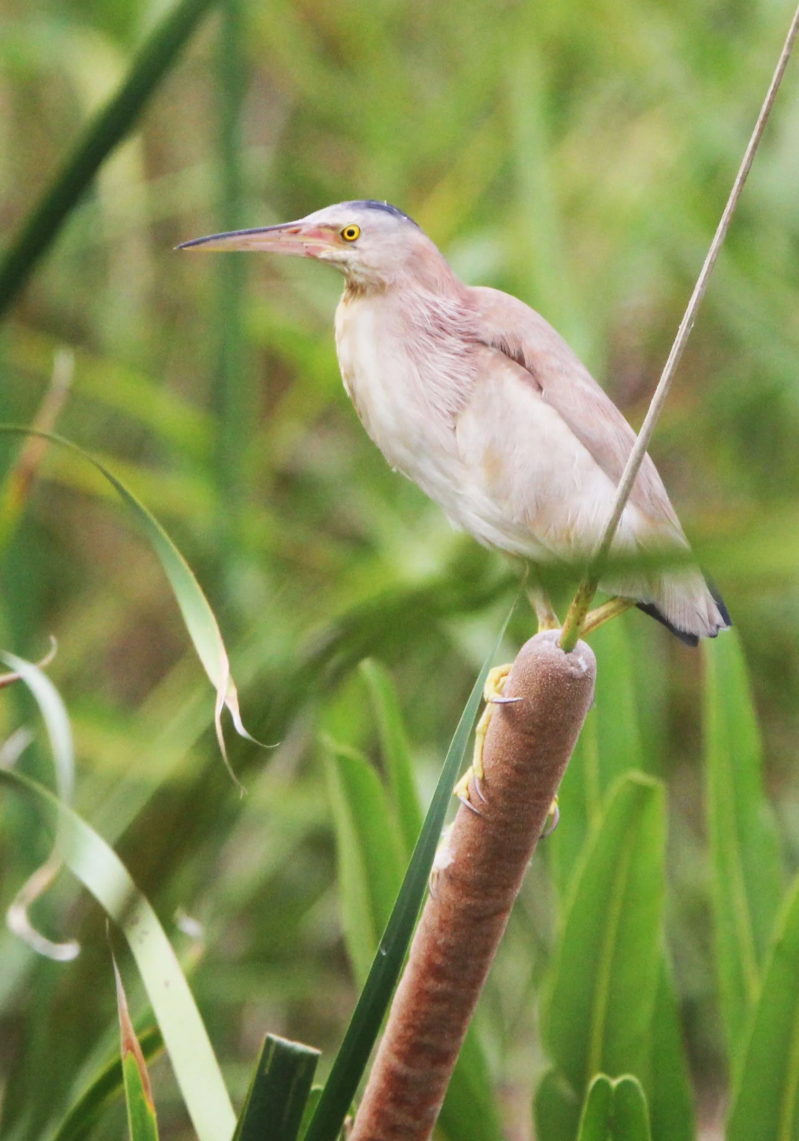 BITTERN - YELLOW BITTERN - Ixobrychus sinensis - KAO SAM ROI YOD NATIONAL PARK THAILAND (23).JPG