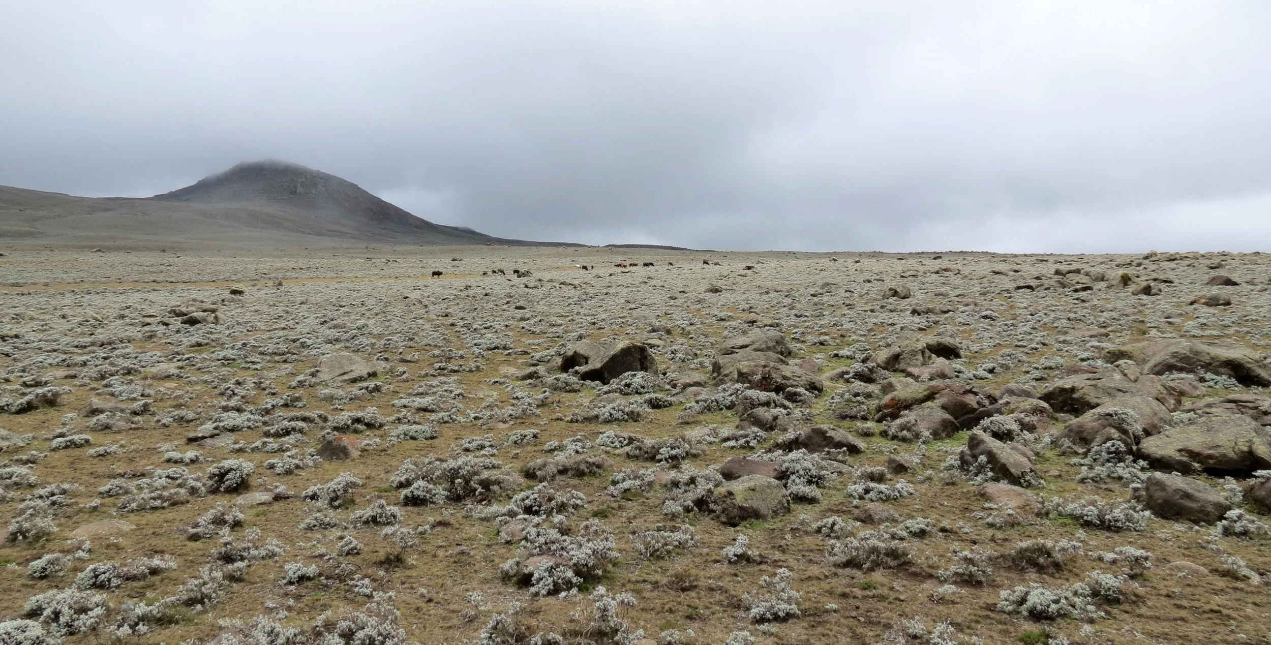 BALE MOUNTAINS NATIONAL PARK - SANETTI PLATEAU - ETHIOPIA (50).JPG
