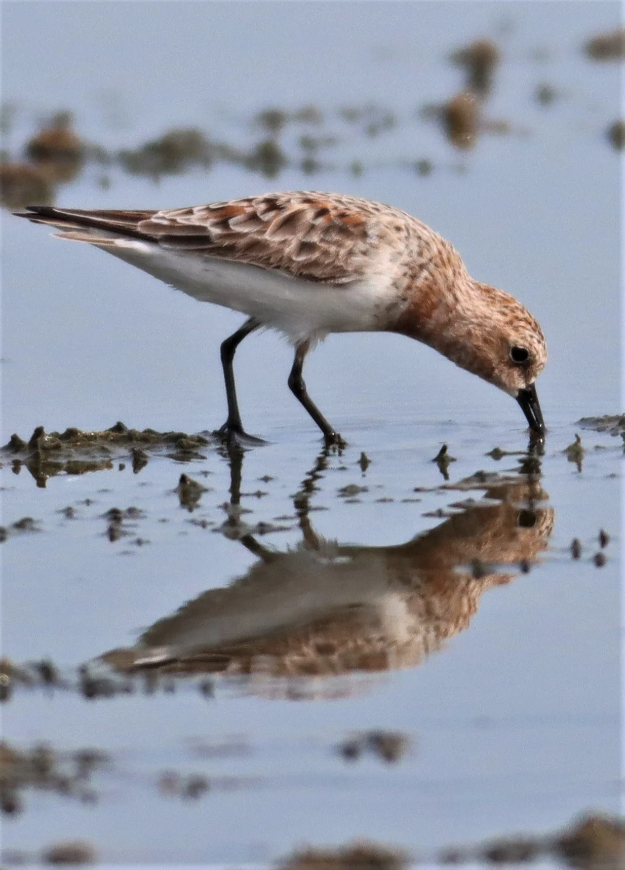 STINT - RED-NECKED STINT - Calidris ruficolis - KING'S GREEN CAVIAR PROJECT PETBURI (5).jpg