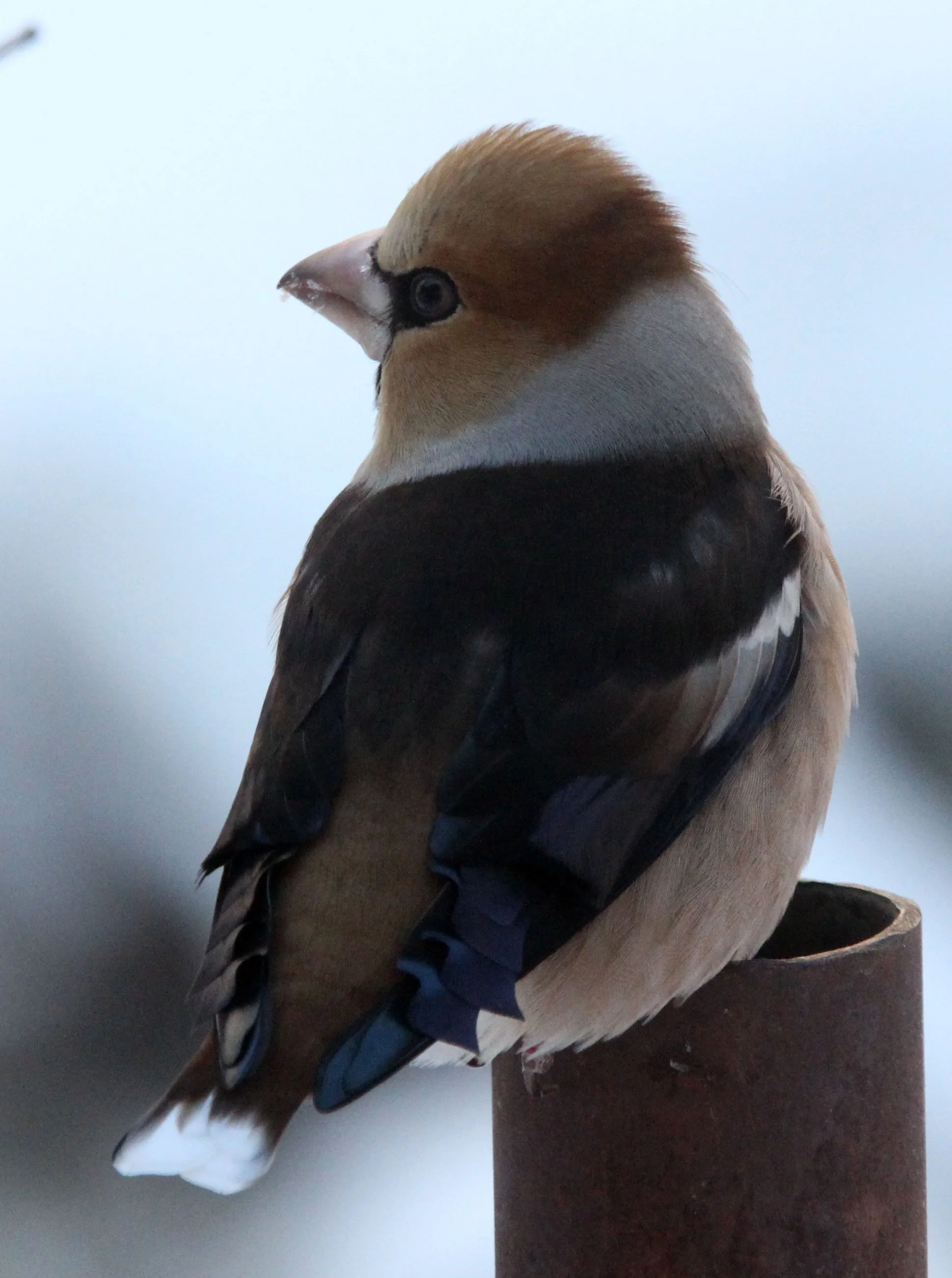 Hawfinch (Coccothraustes coccothraustes) Yoroushi Onsen, Daiichi Spa, Hokkaido, Japan (8).JPG