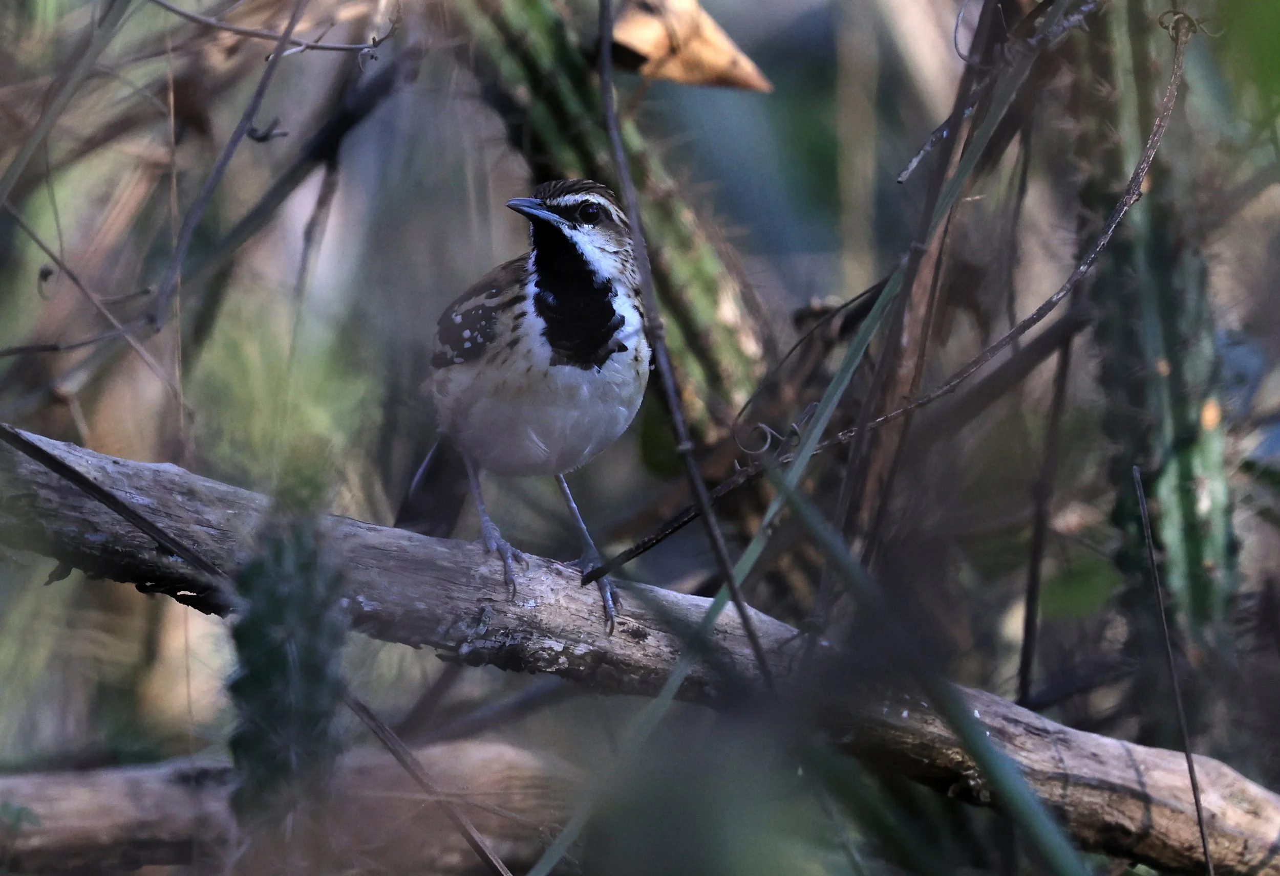 Stripe-backed Antbird (Myrmorchilus strigilatus) Agua Dulce Paraguay (10).jpg