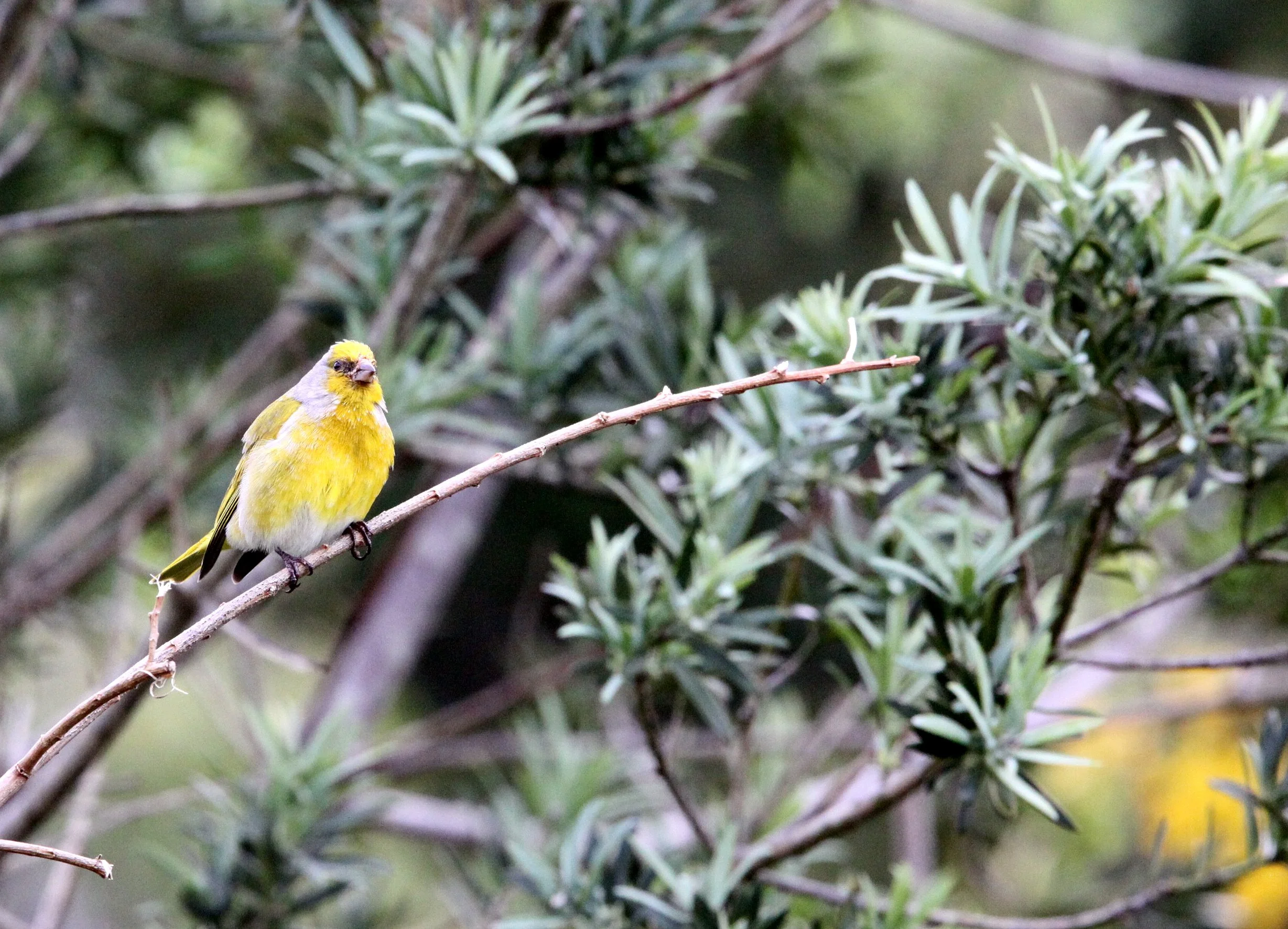 Cape Canary (Serinus canicollis) Cape Town South Africa (7).JPG