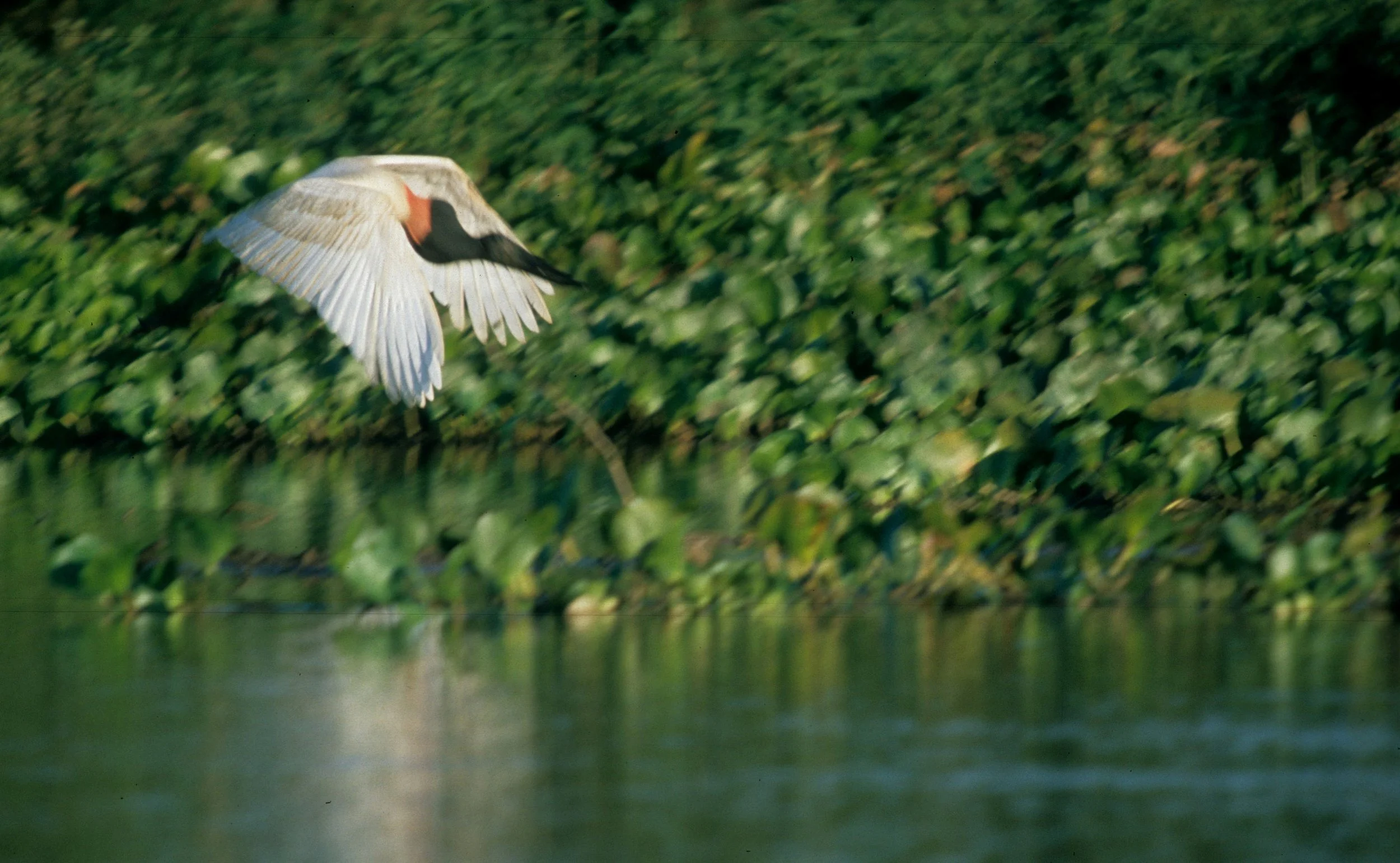 STORK - JABIRU - Jabiru mycteria - PANTANAL BRAZIL - MATTO GROSSO (15).jpg
