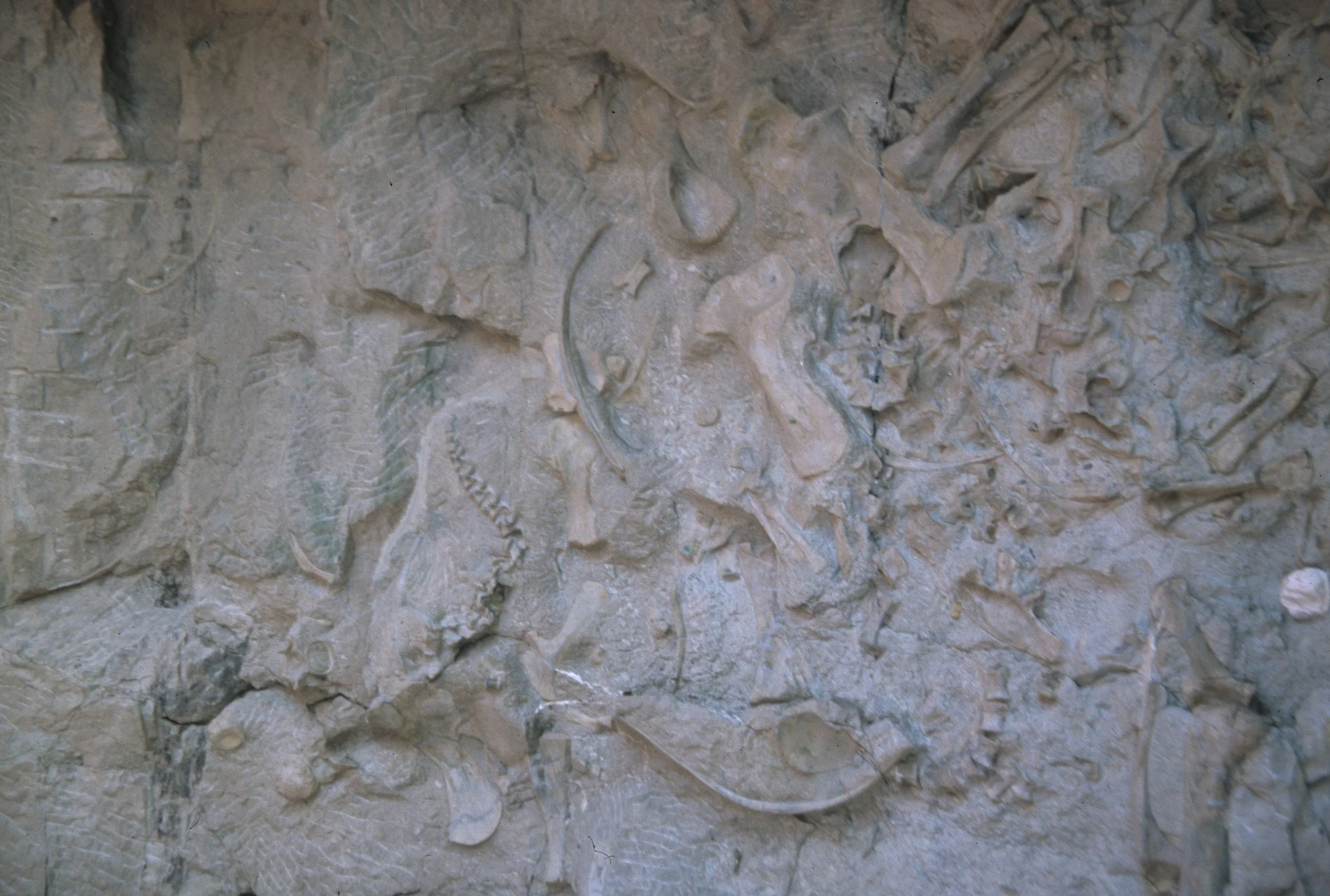 UTAH - DINOSAUR NM - BONES  (8).jpg