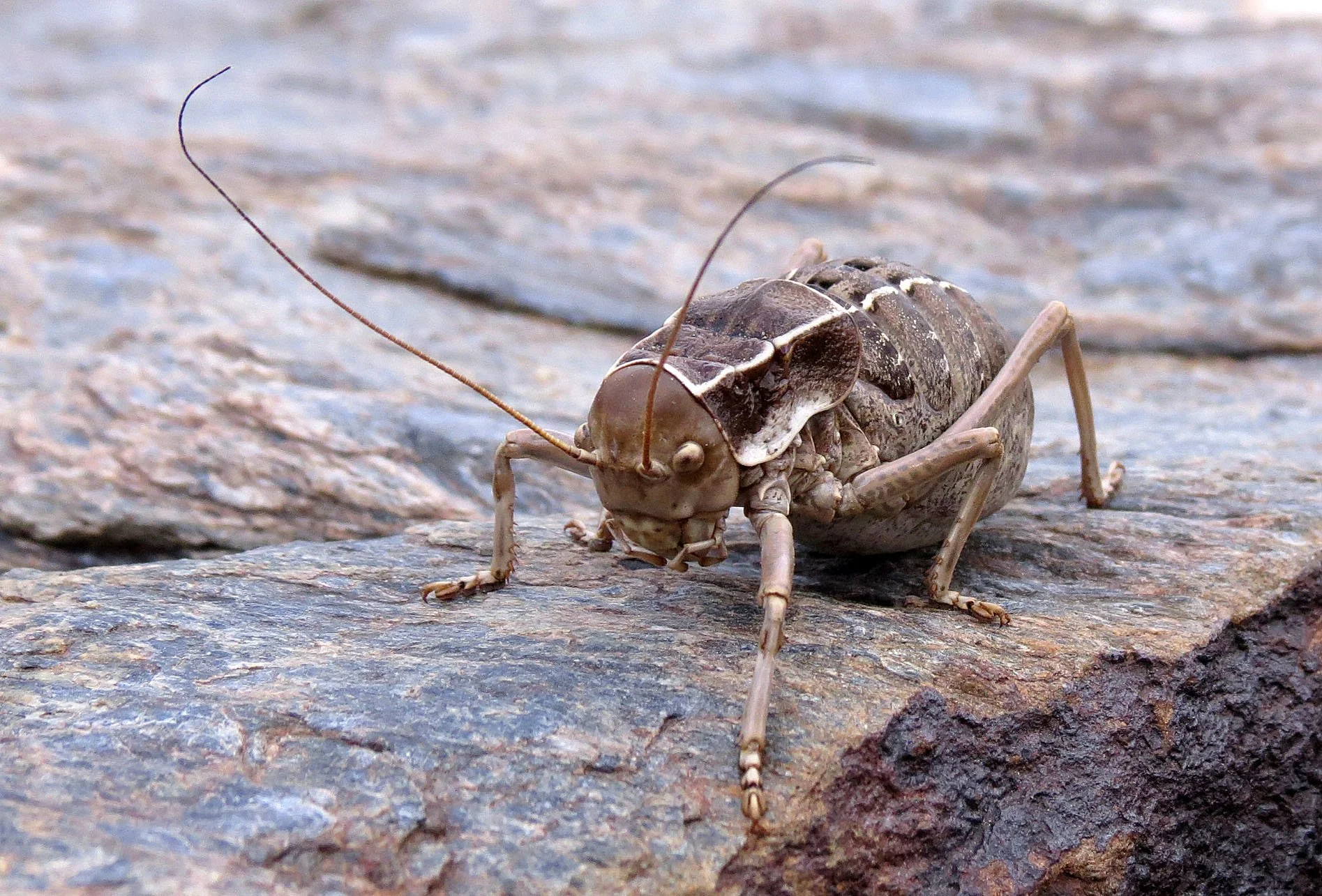 Order Orthoptera - Grasshoppers & Crickets