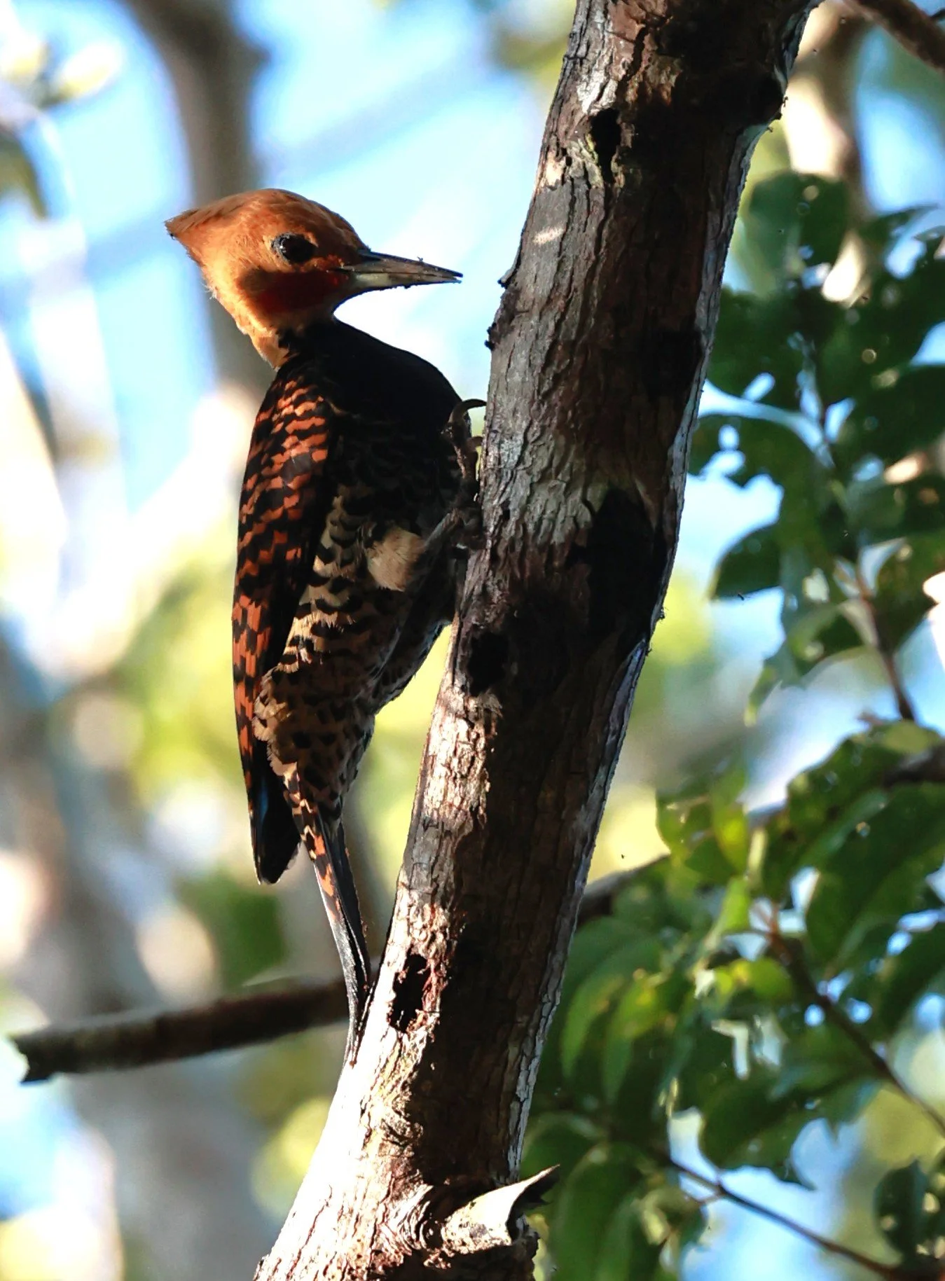 Woodpecker - Ringed Woodpecker - Celeus torquatus - Illeus, Bahia Brazil, Una Township Area (8).JPG