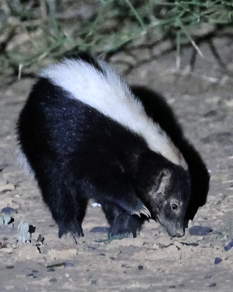 Molina's Hog-nosed Skunk (Conepatus chinga) Estancia Campo'í Paraguay (164).jpg