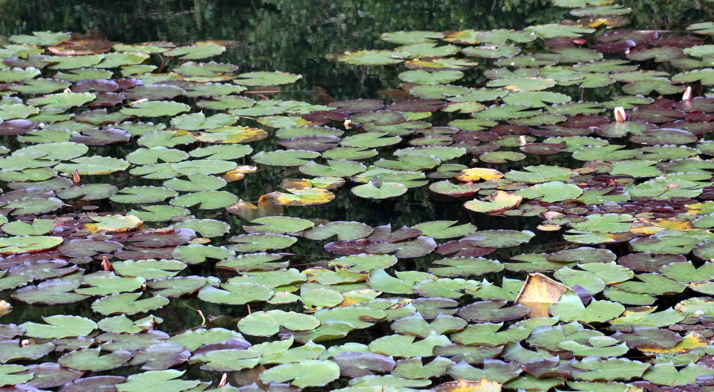 NUWARA ELIYA， HORTON PLAINS NATIONAL PARK,  SRI LANKA (12).JPG