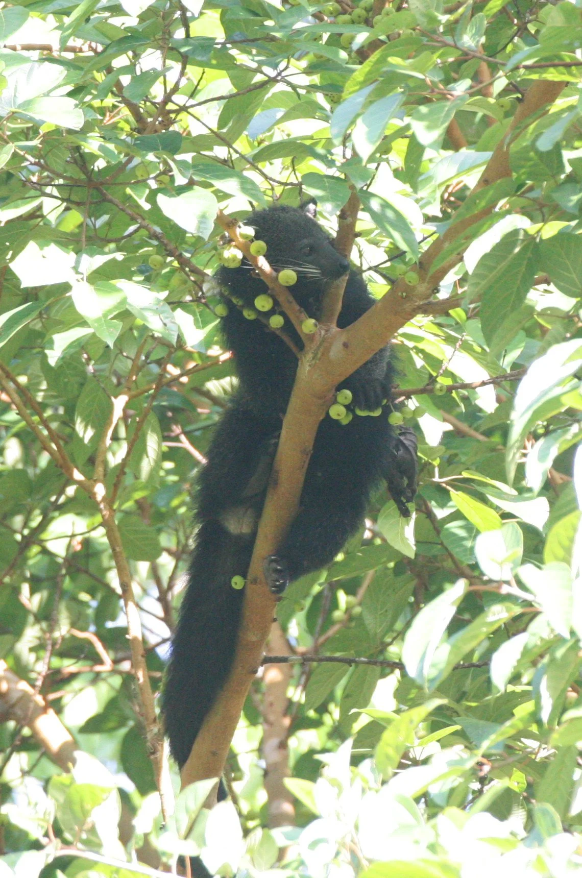 Arctictis binturong pageli -  BORNEAN BINTURONG (BEARCAT) - TABIN WILDLIFE RESERVE BORNEO (35).JPG