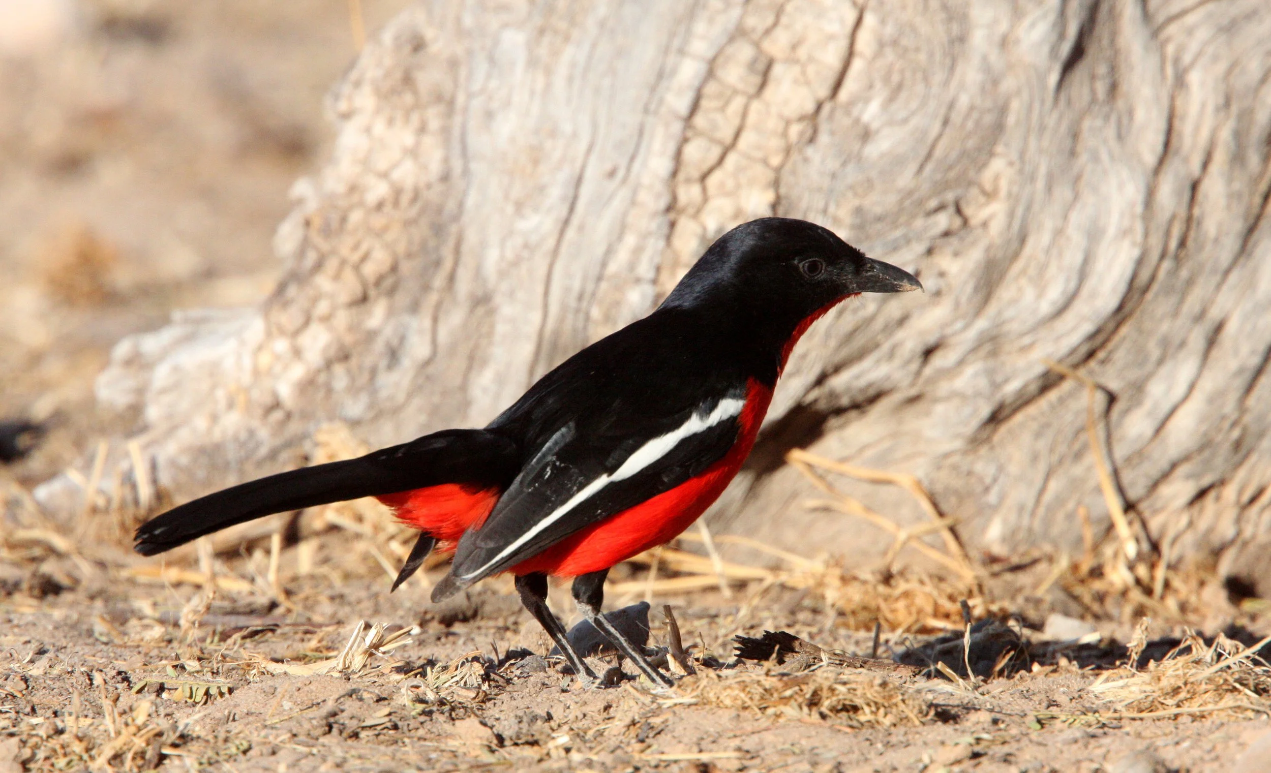 Crimson-breasted Shrike (Laniarius atrococcineus) Kgalagadi NP South Africa (2).JPG